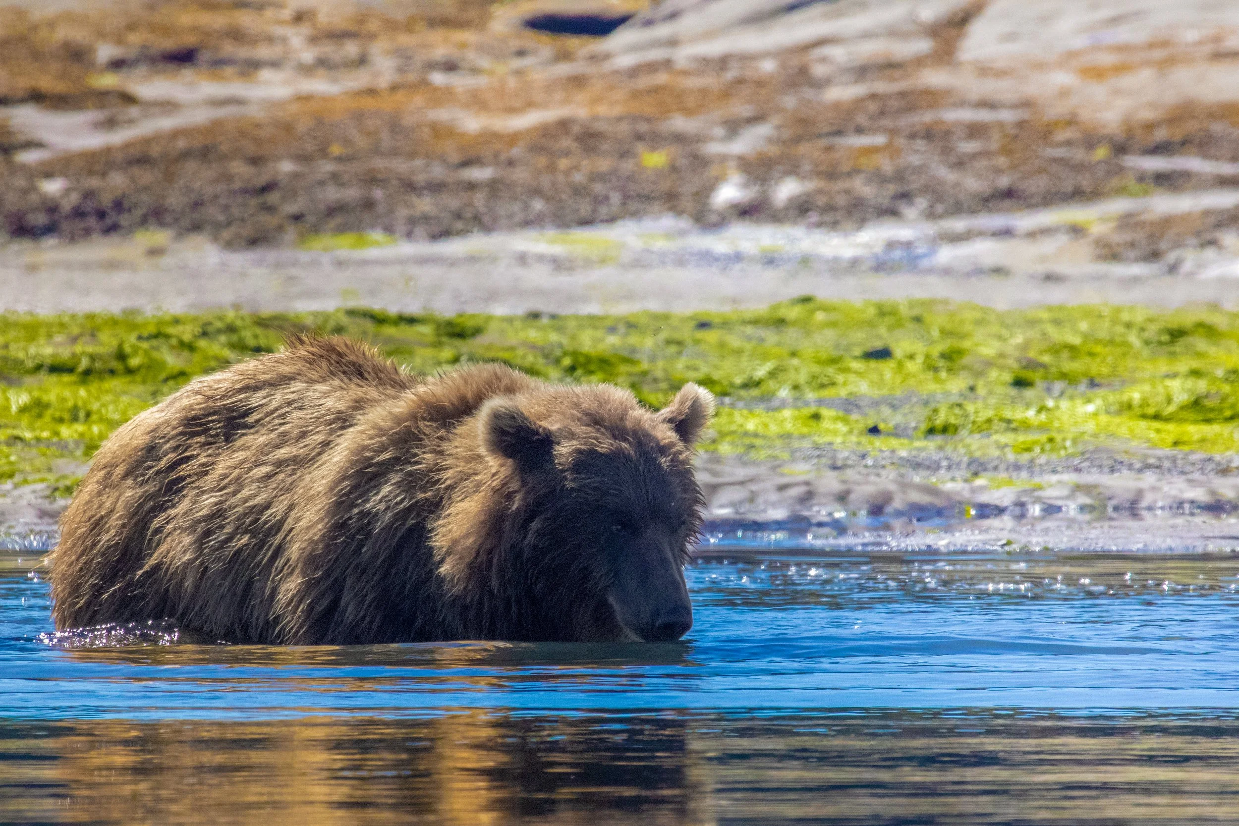 A large brown bear wading in a river with a backdrop of grassy and rocky terrain.