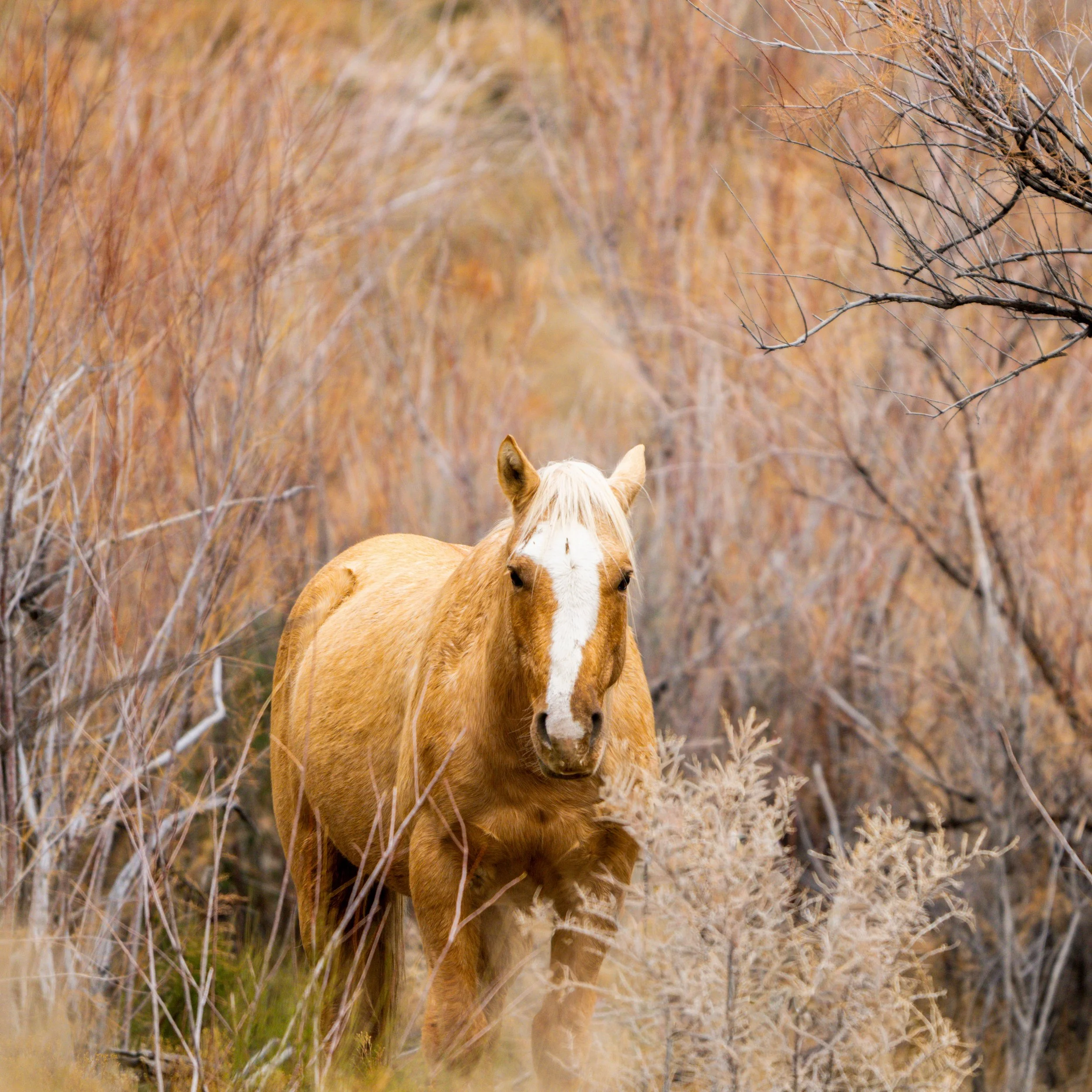 _DSC7877.jpeg