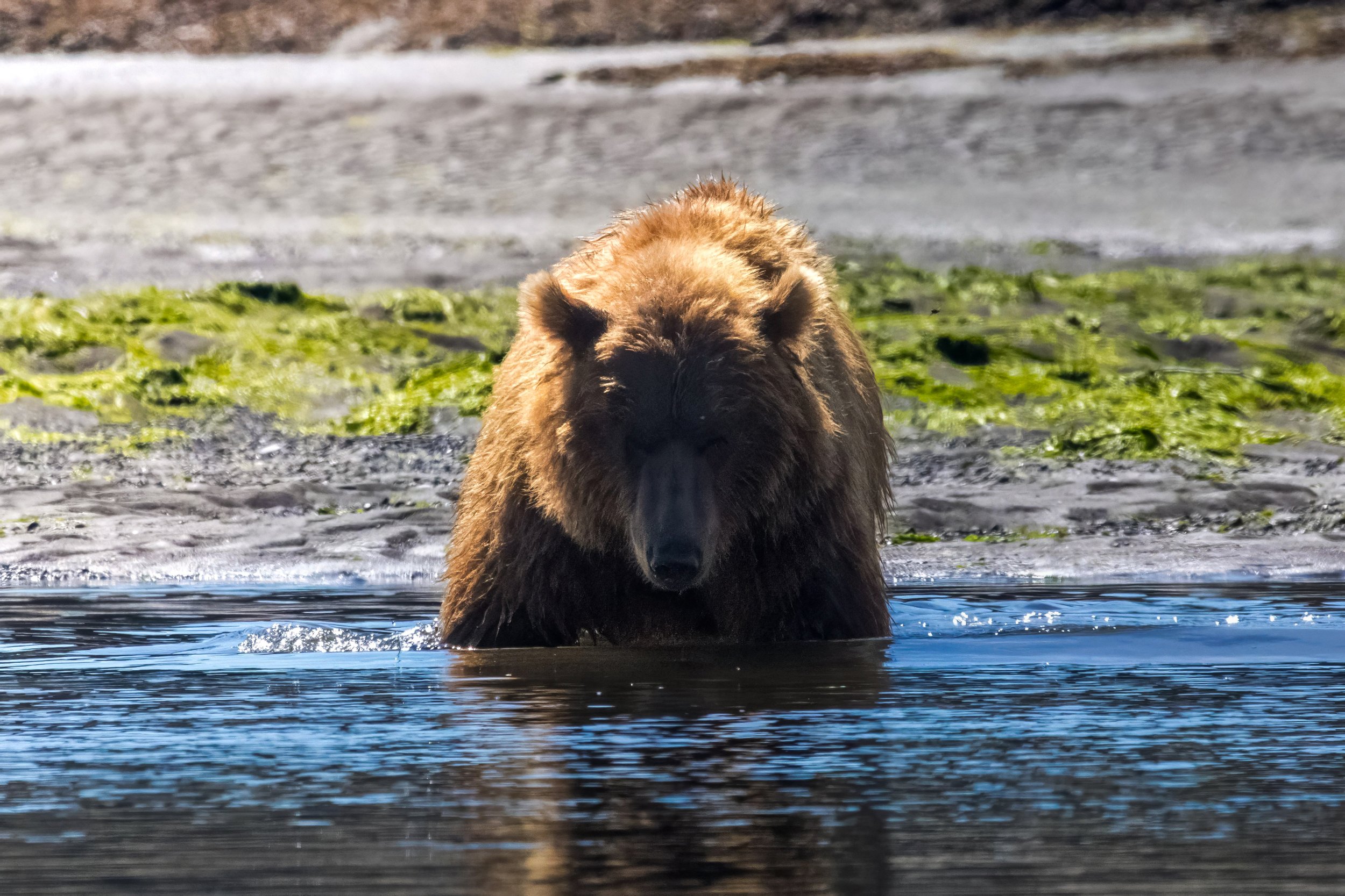 A brown bear is standing in a body of water, with green algae on the shoreline and gray sand in the background.