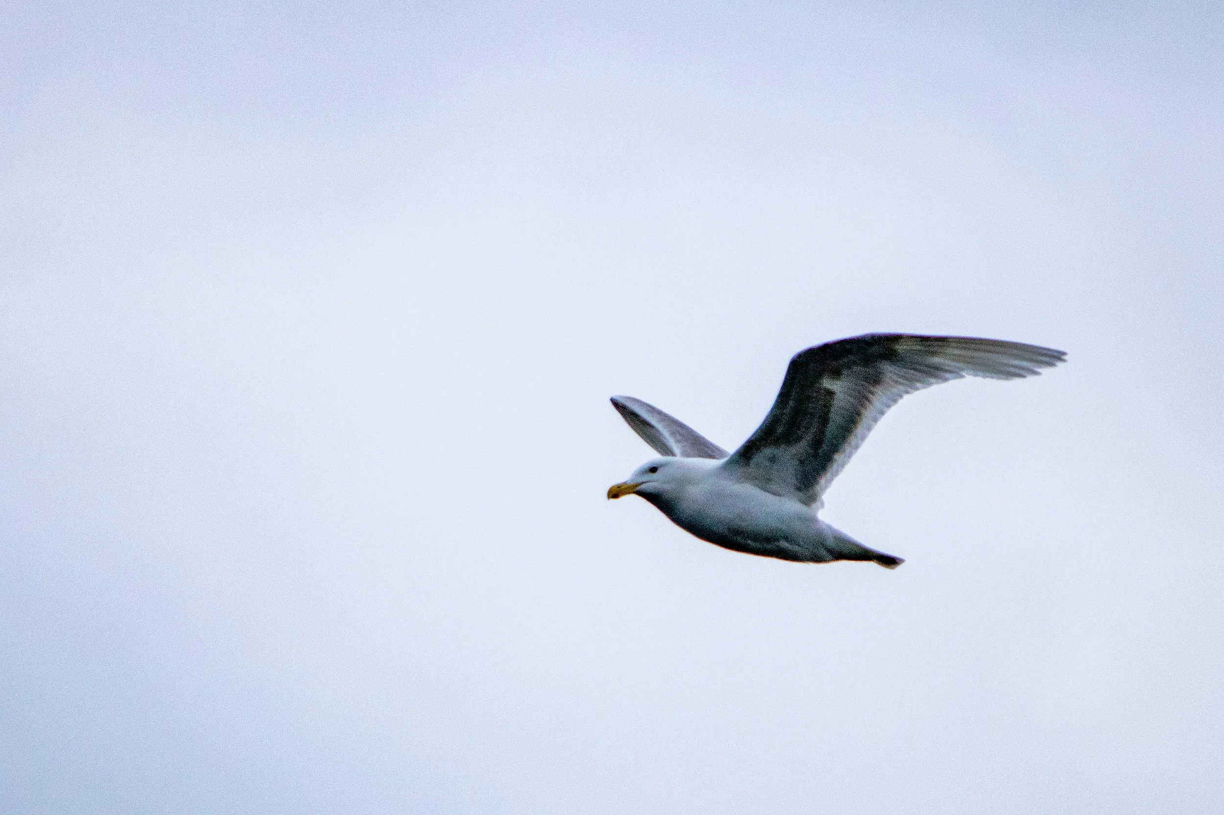 A seagull flying against a cloudy sky.