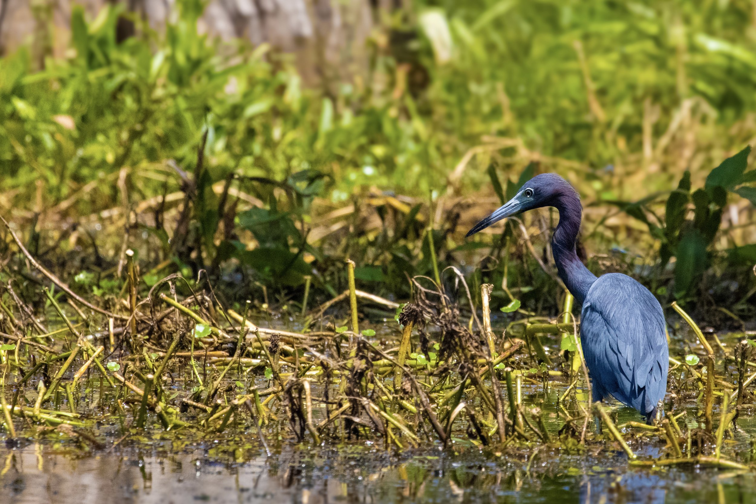 A heron standing in shallow water among aquatic plants and green vegetation in a wetland environment.