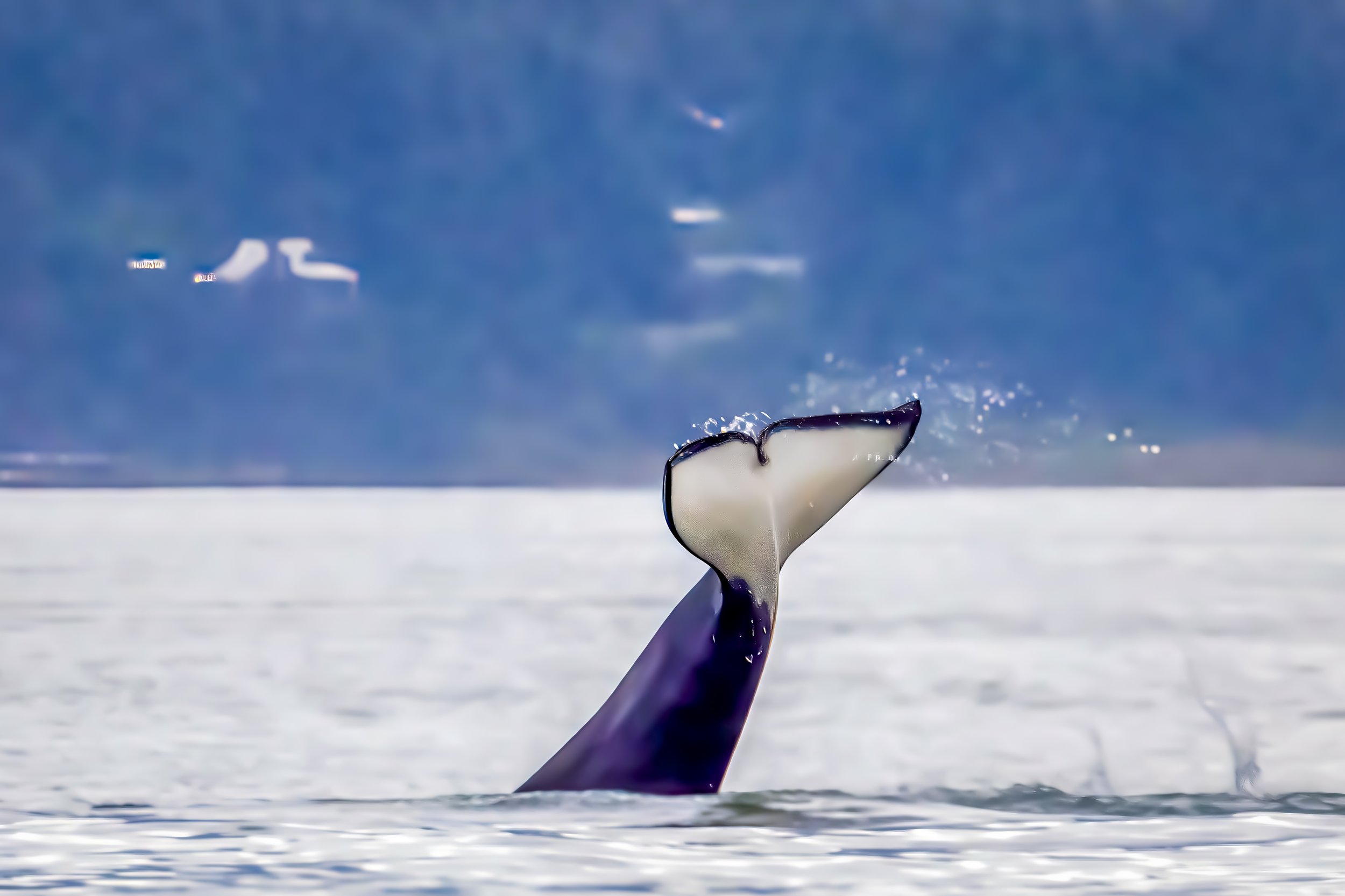 A whale's tail rising out of the water in the ocean with snow-covered land and distant mountains in the background.