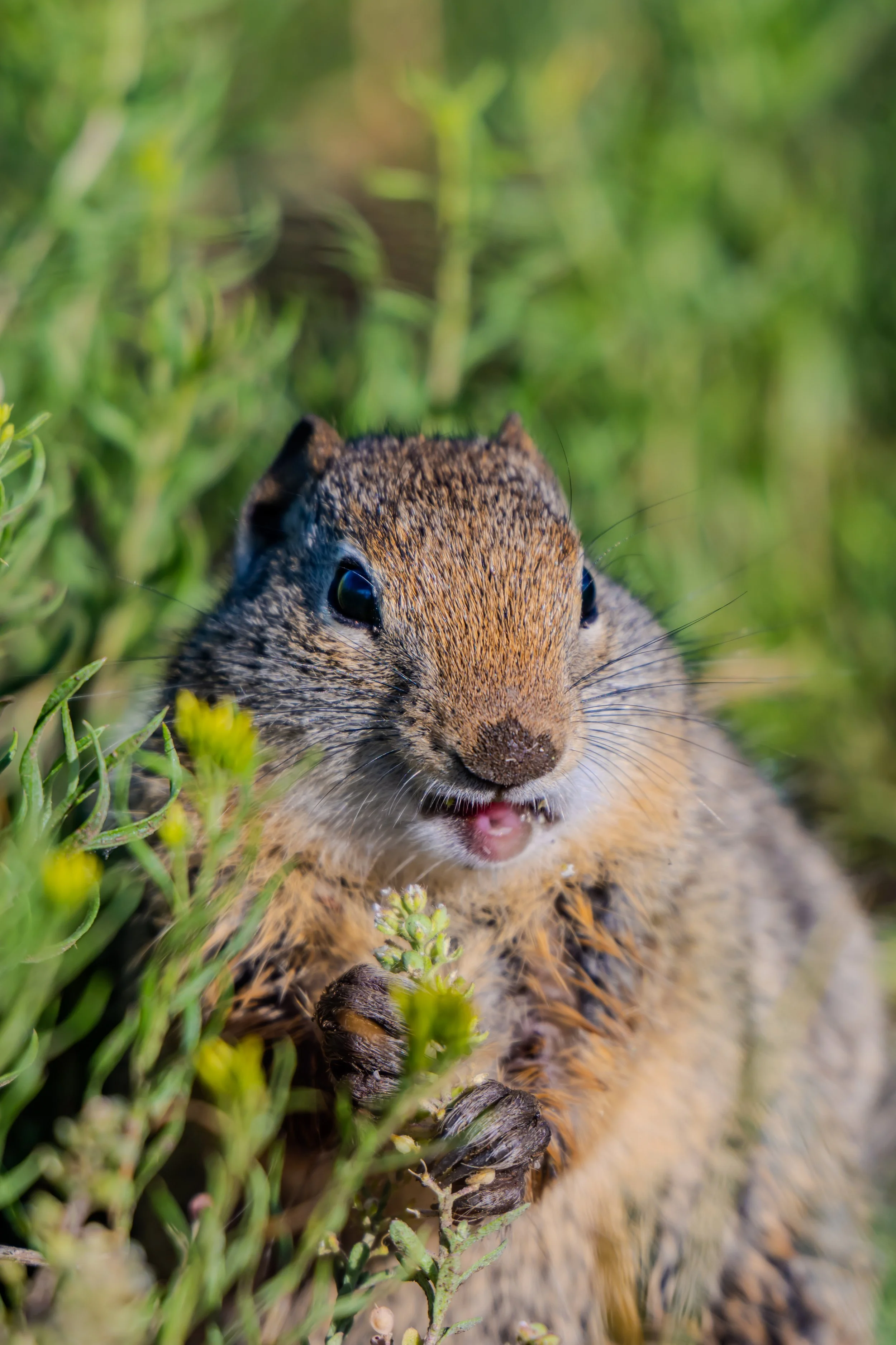 American Ground Squirrel