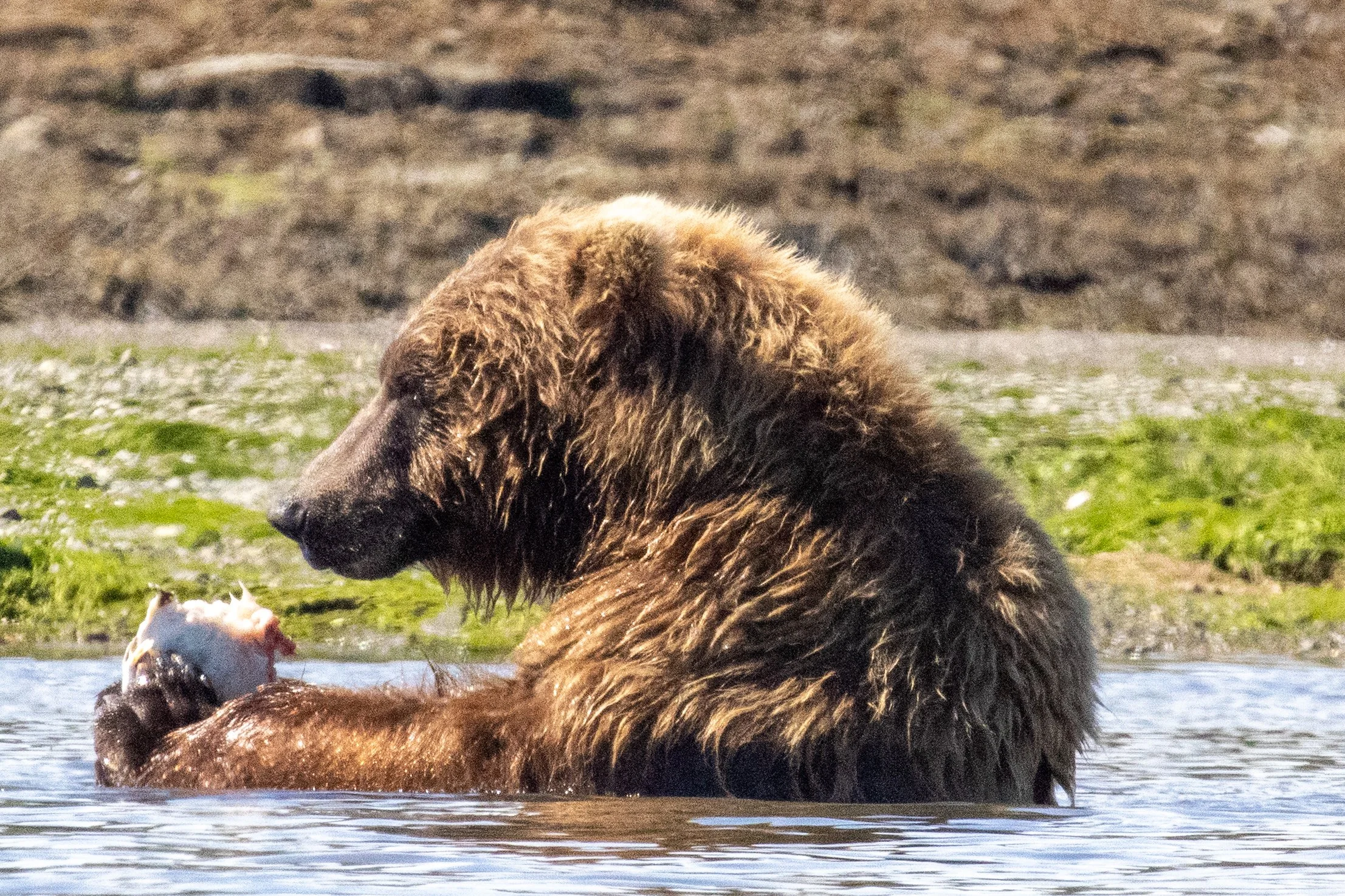 A large brown bear in a body of water, holding and eating a fish.