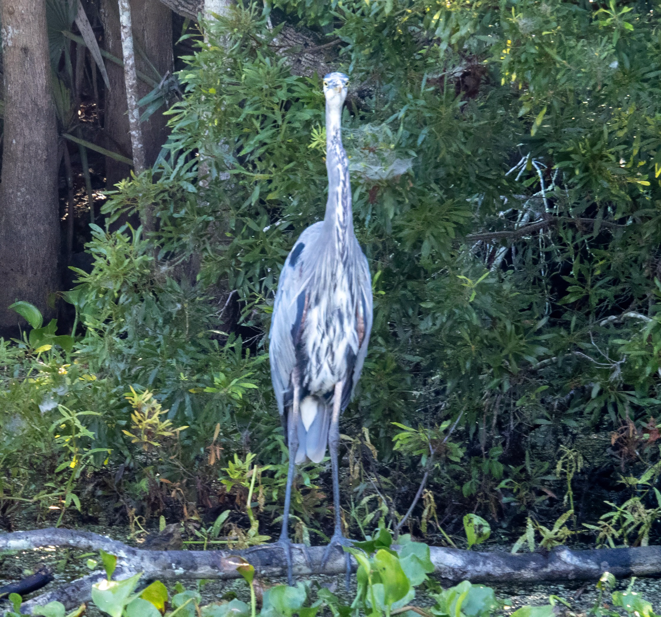 A heron standing on a log among lush green foliage in a swampy area.