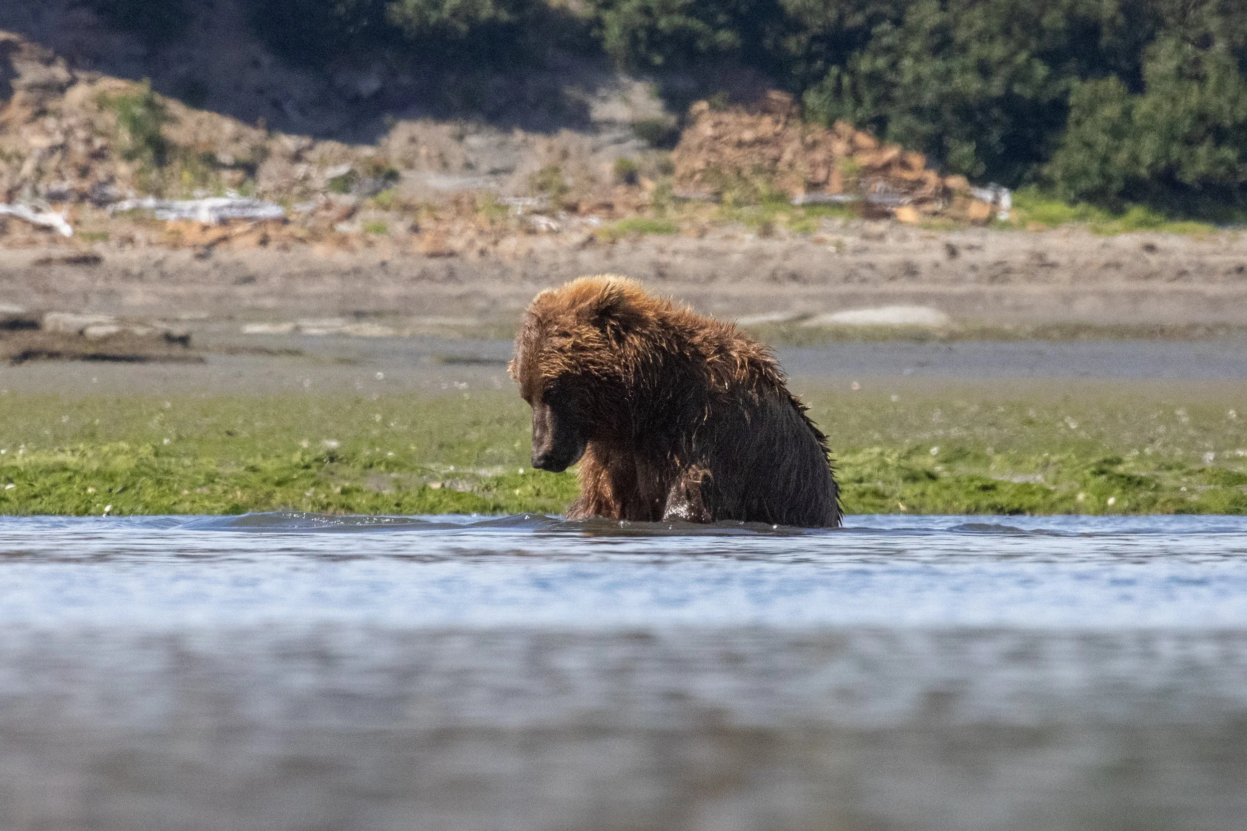 A brown bear sitting in shallow water near the shore, with a grassy area and rocky landscape in the background.