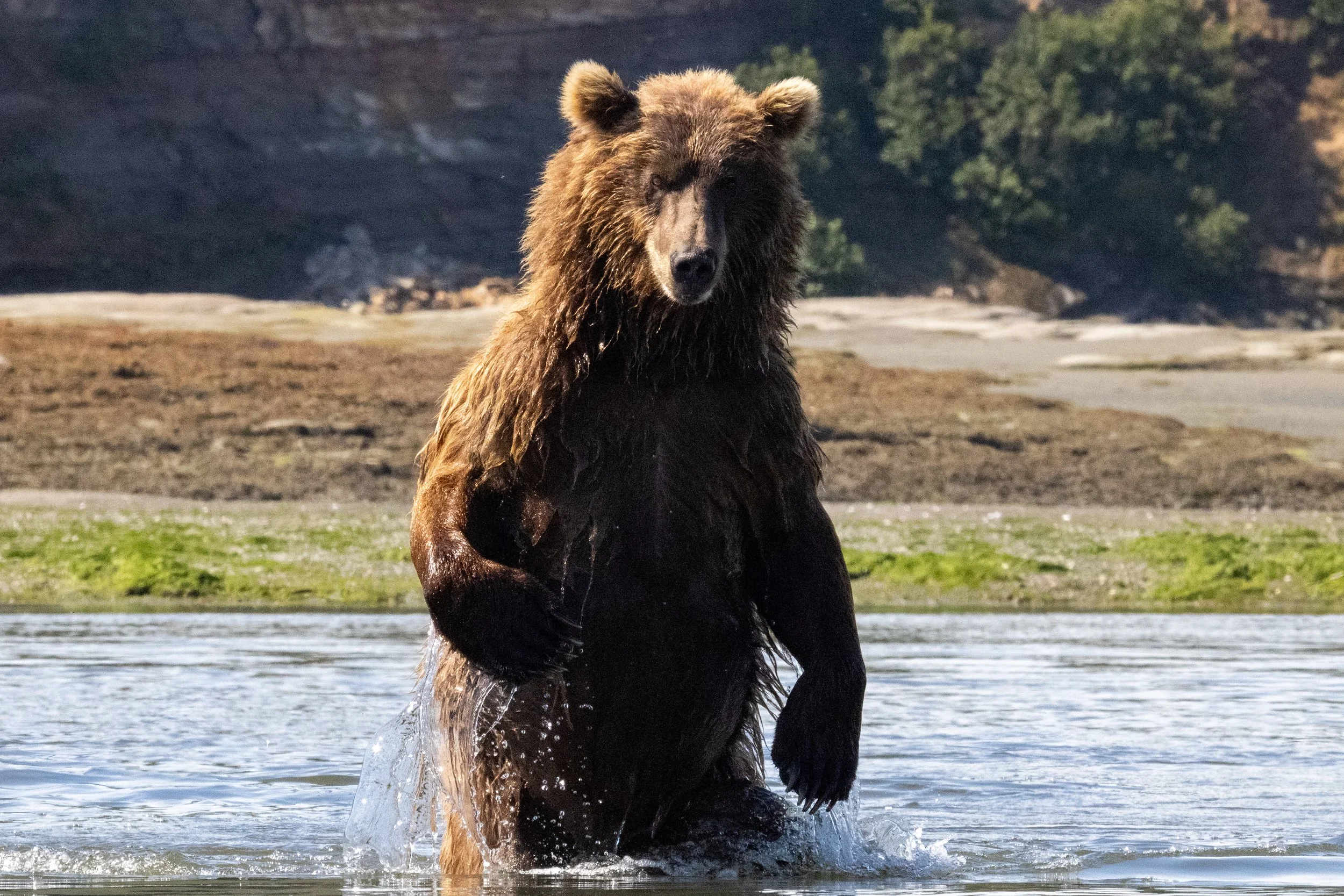 A brown bear standing in a river, looking at the camera, with a background of hills and trees.