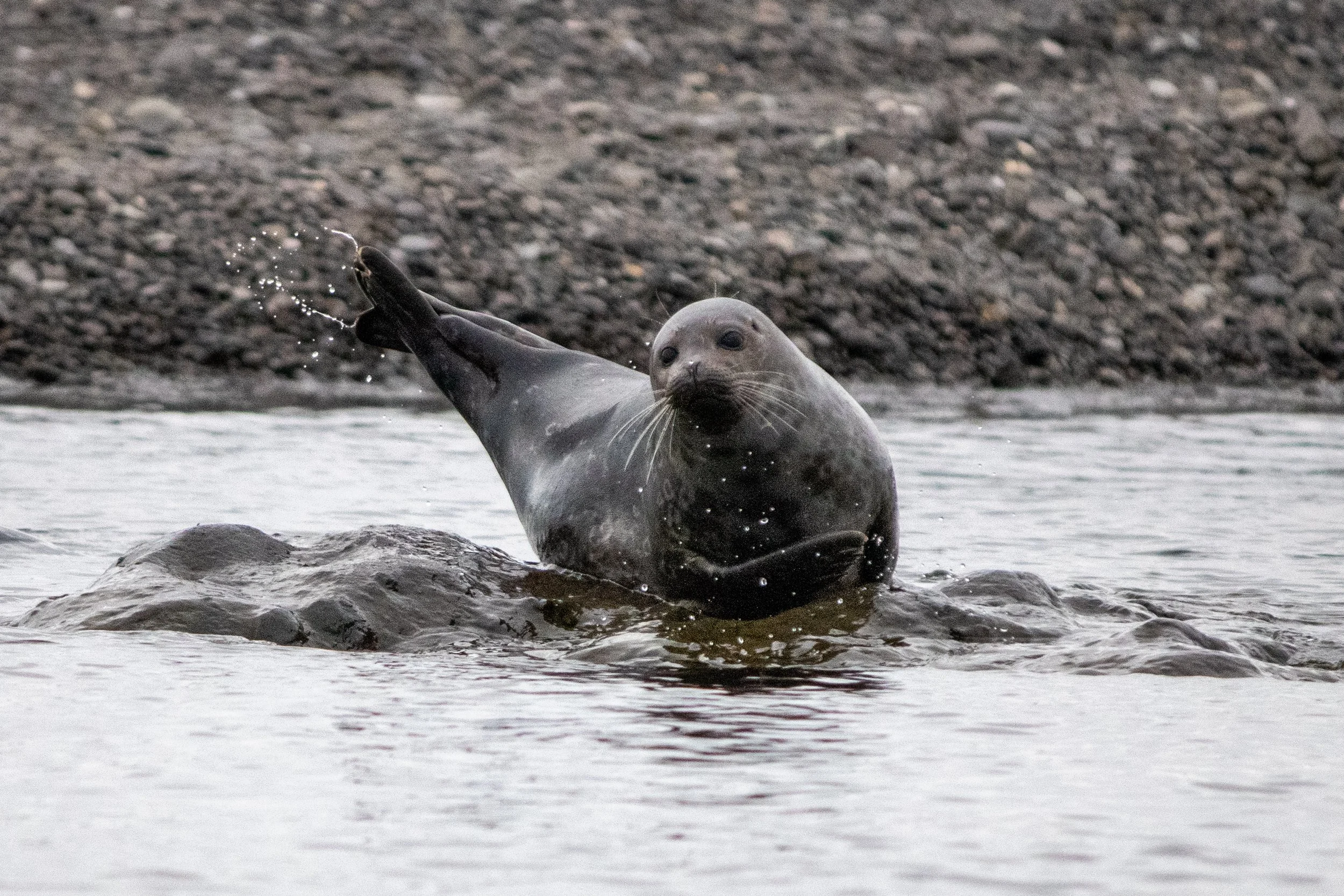 A playful seal in the water, lifting one flipper, near a rocky shoreline.