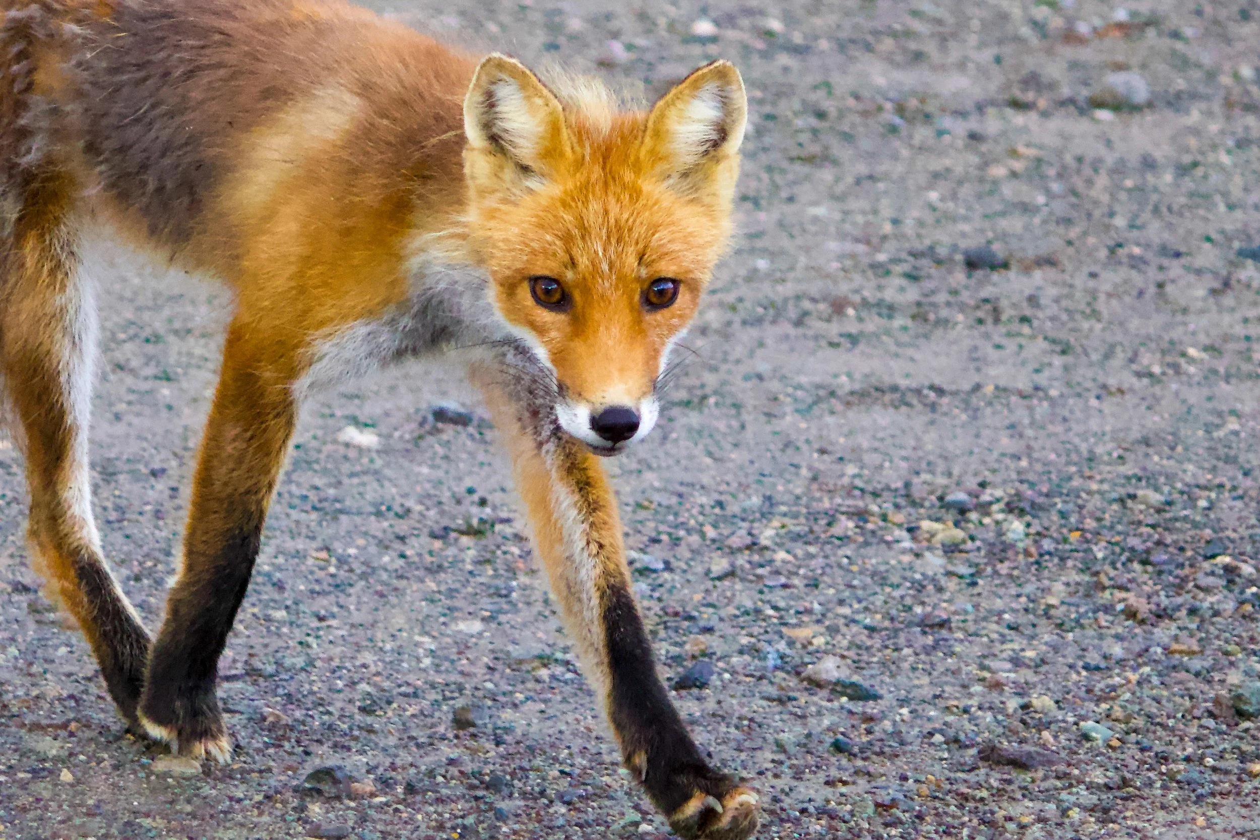 A red fox walking on a dirt surface, with alert eyes and a focused expression.
