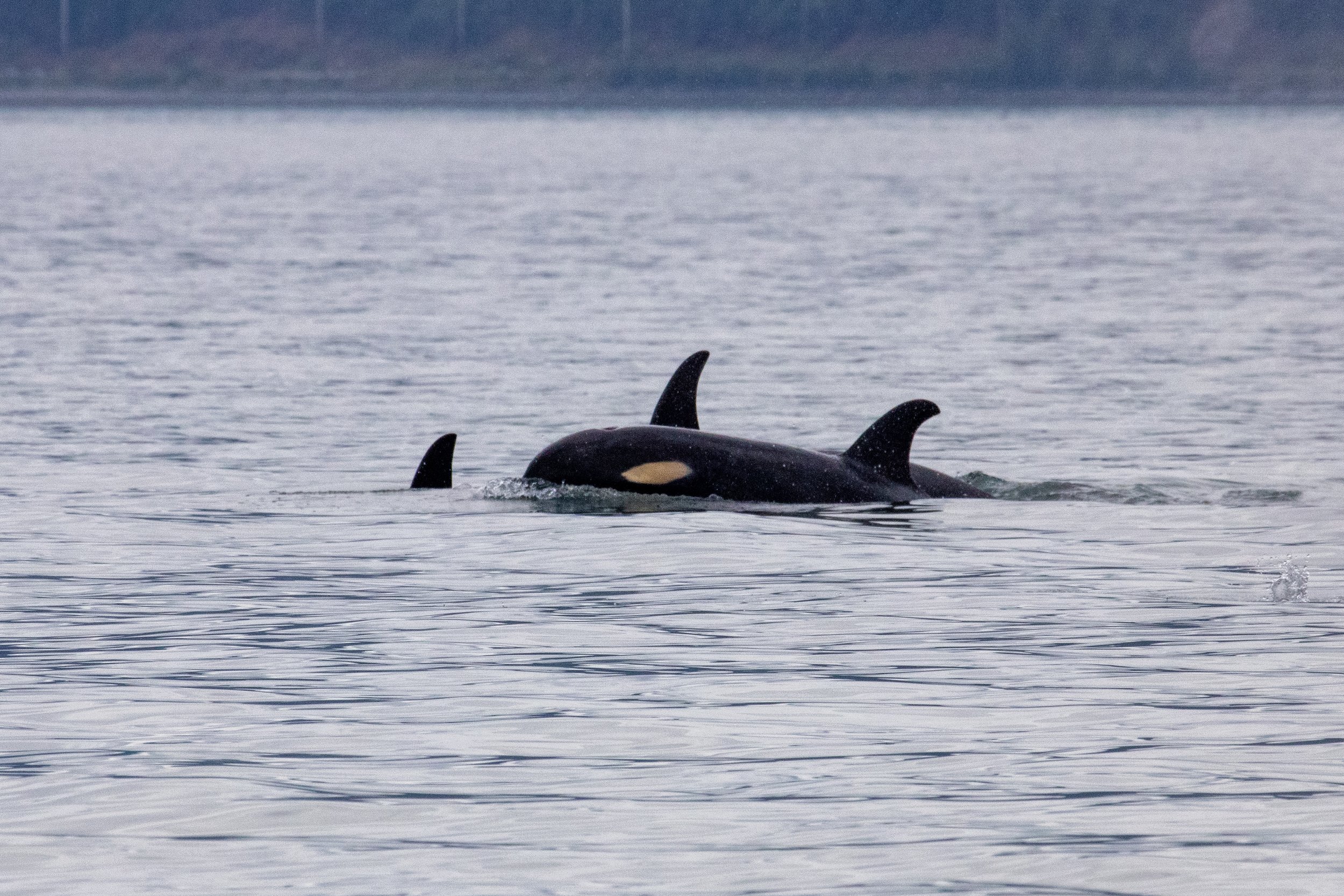 A group of orcas swimming in the ocean, with their dorsal fins visible above the water.