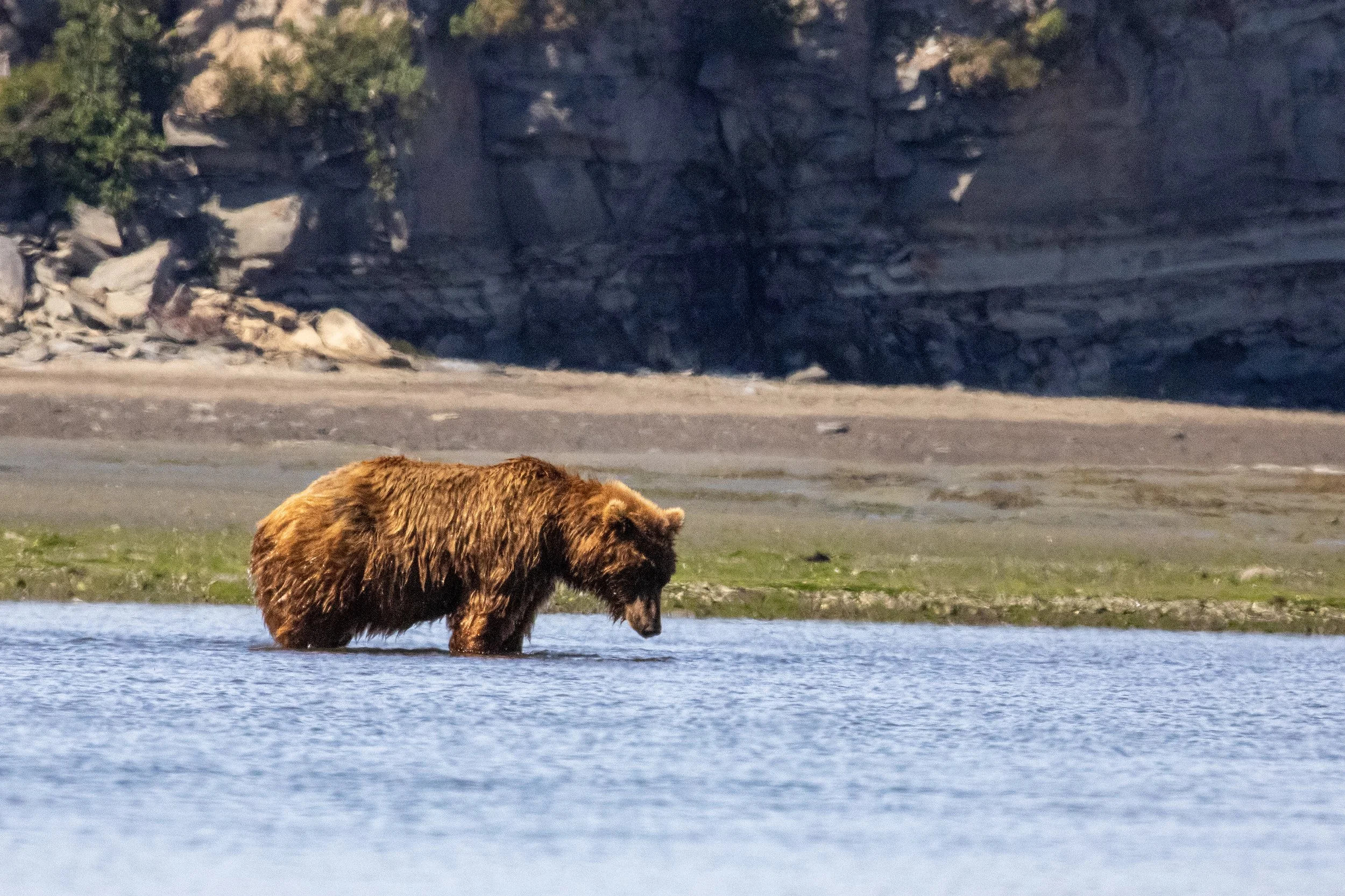 A brown bear standing in shallow water near a shoreline with a rocky cliff in the background.