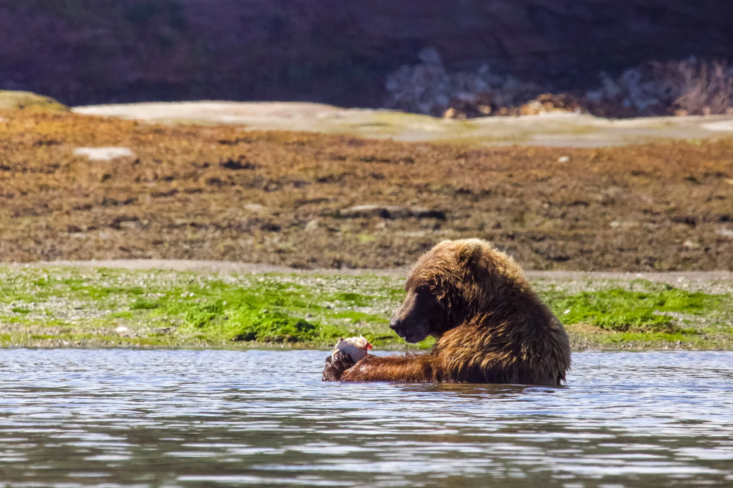A brown bear sitting in water, holding and eating a fish on the shoreline with a grassy and rocky landscape in the background.