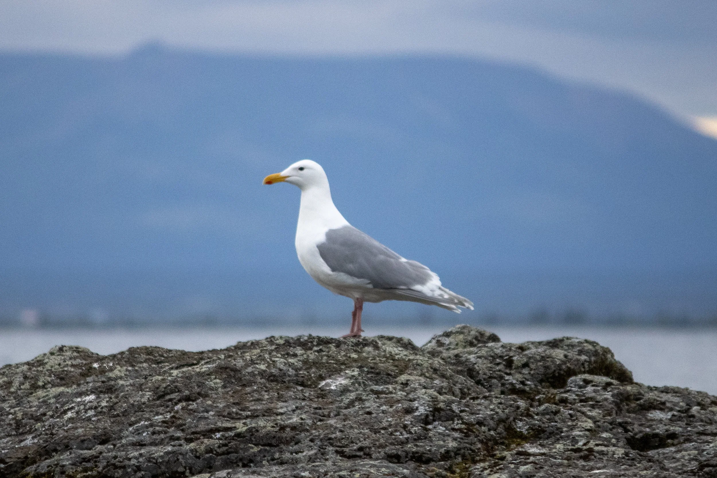 A seagull standing on a rocky surface near water with a mountain in the background under a cloudy sky.