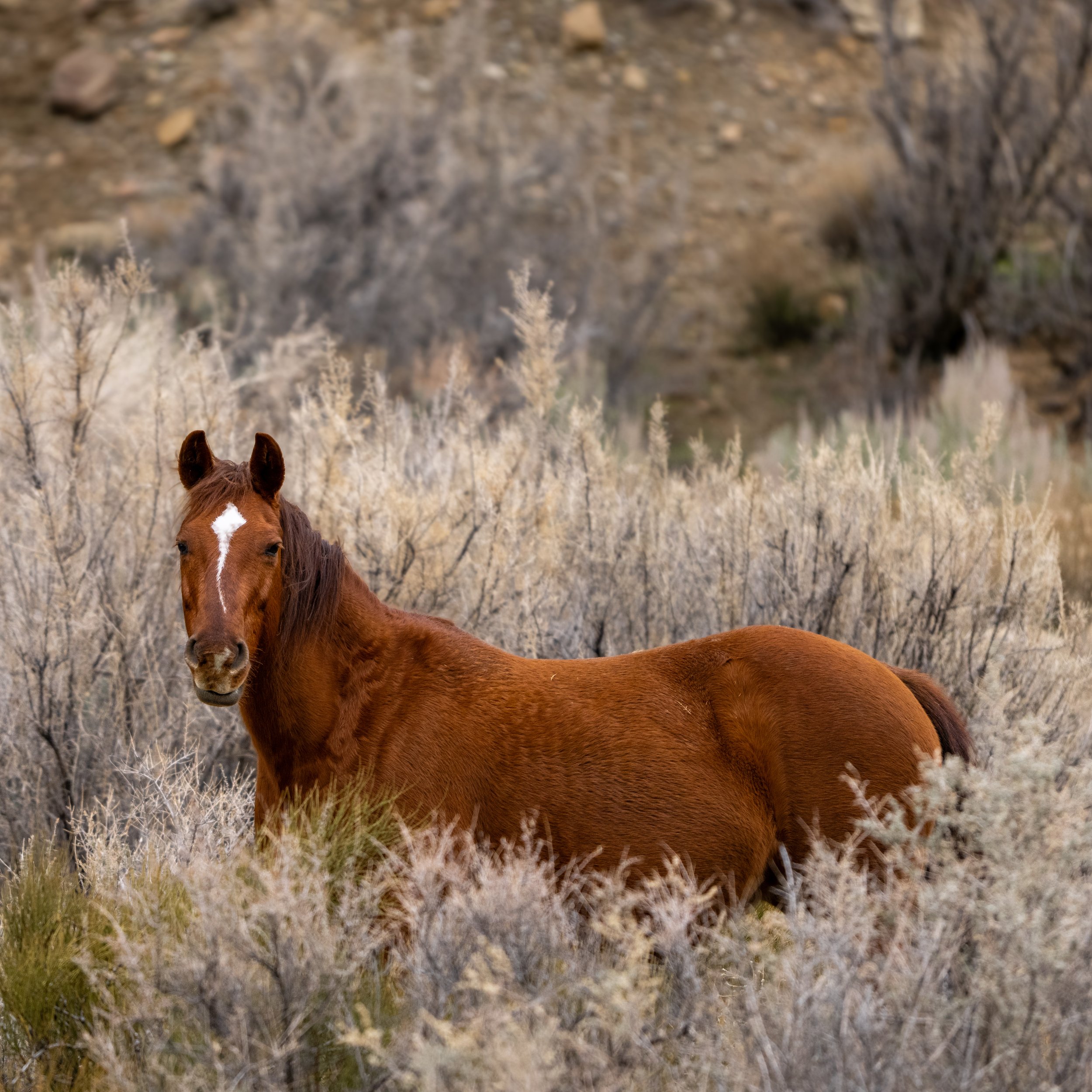 _DSC7789.jpeg