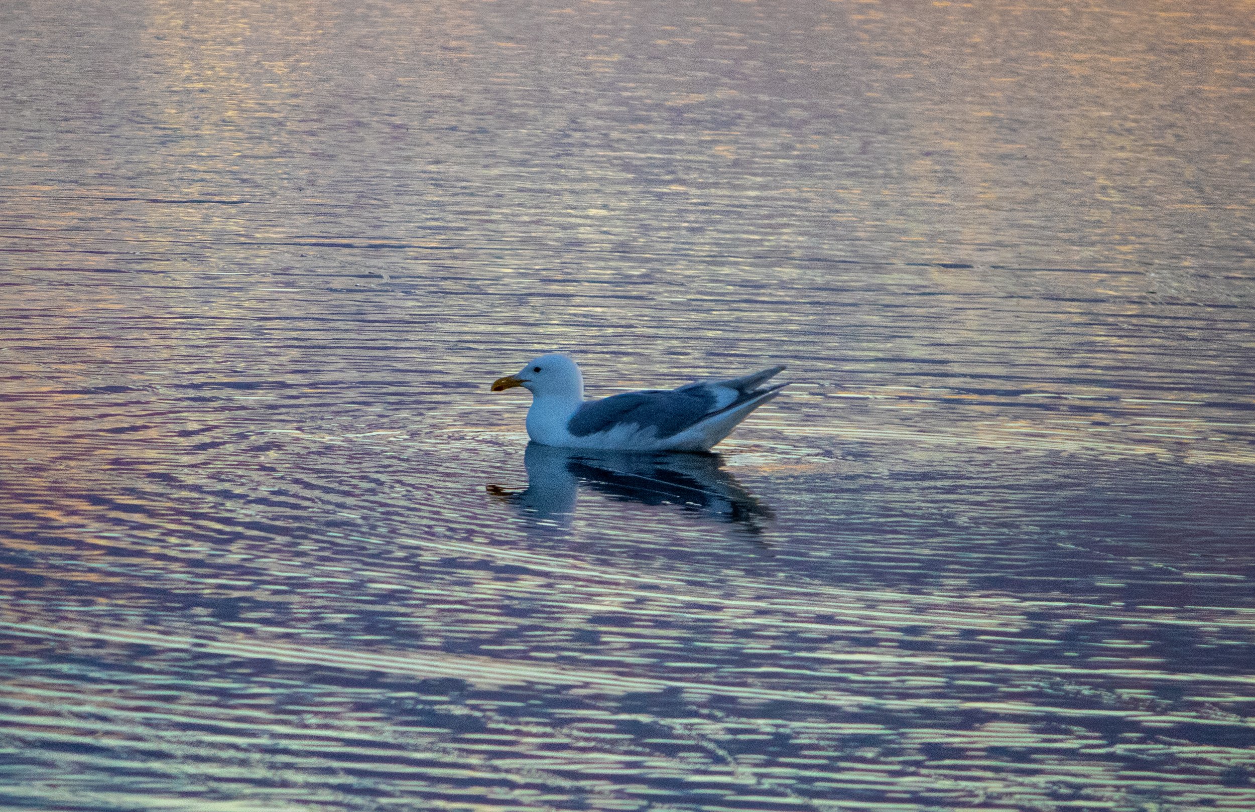 A seagull floating on a calm body of water during sunset or sunrise, with reflections visible on the surface.