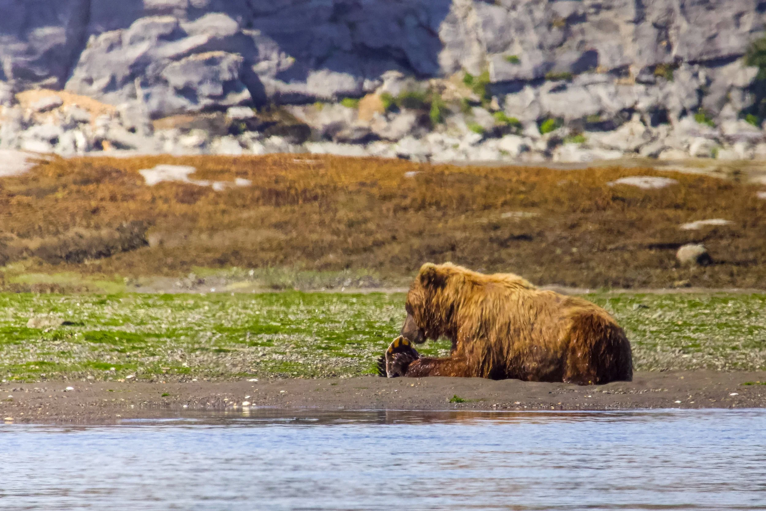 Brown bear sitting on the shore of a lake or river in a mountainous landscape, grooming itself with rocks and greenery in the background.
