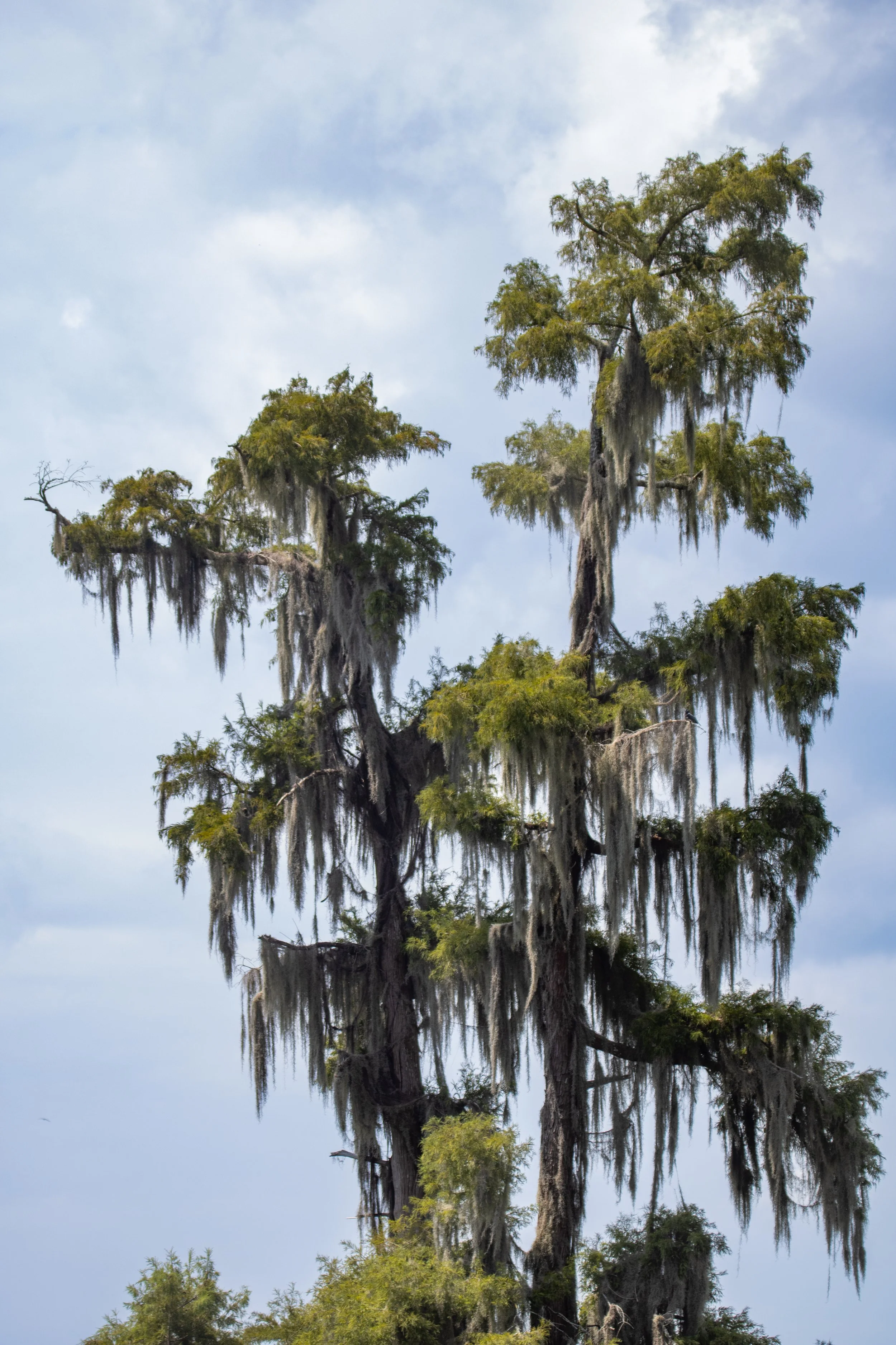 Tall cypress tree with moss hanging from branches, set against a cloudy sky.