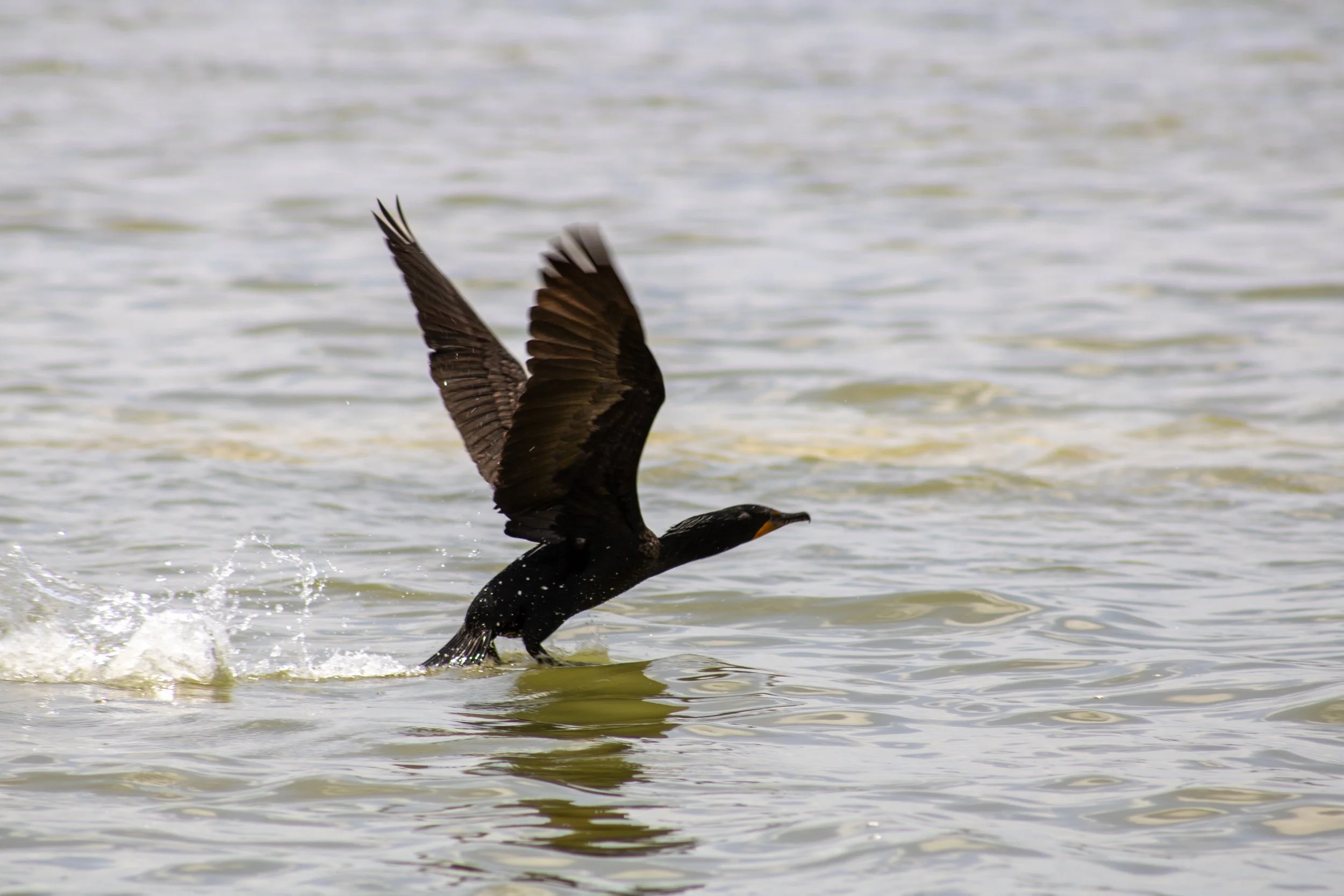 A black bird with orange on the beak landing on water with wings spread.