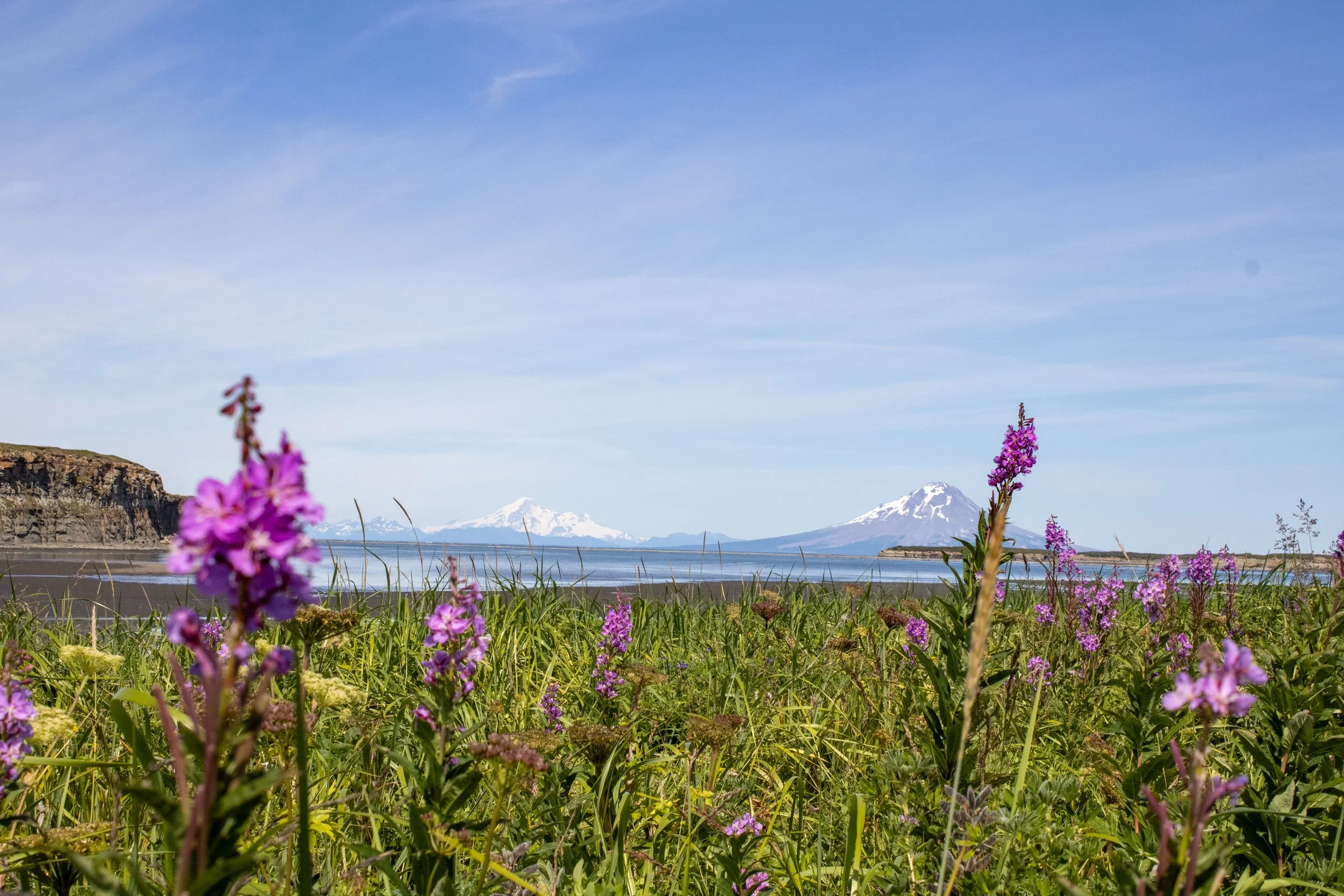 A scenic view of a meadow with purple wildflowers, a body of water, and snow-capped mountains in the distance under a clear blue sky.