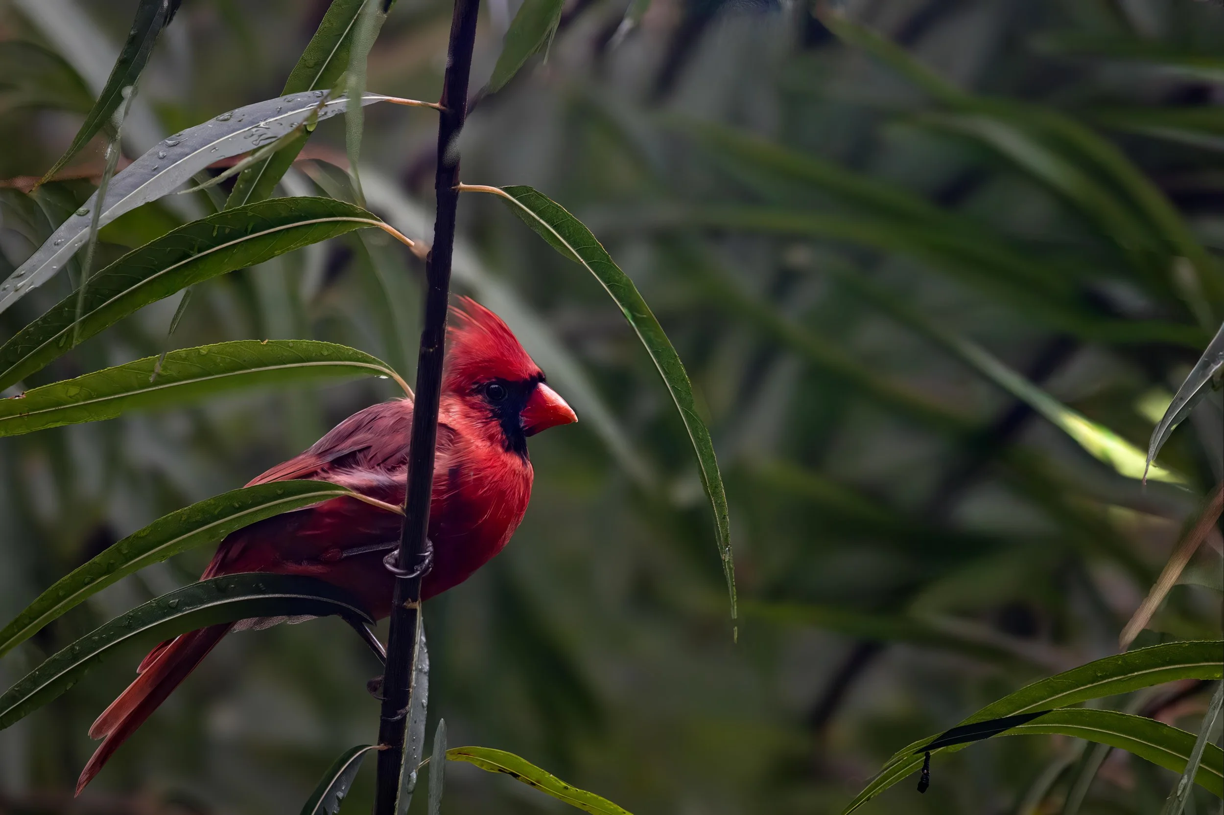 A male cardinal bird with vibrant red feathers perched among green leaves and branches.