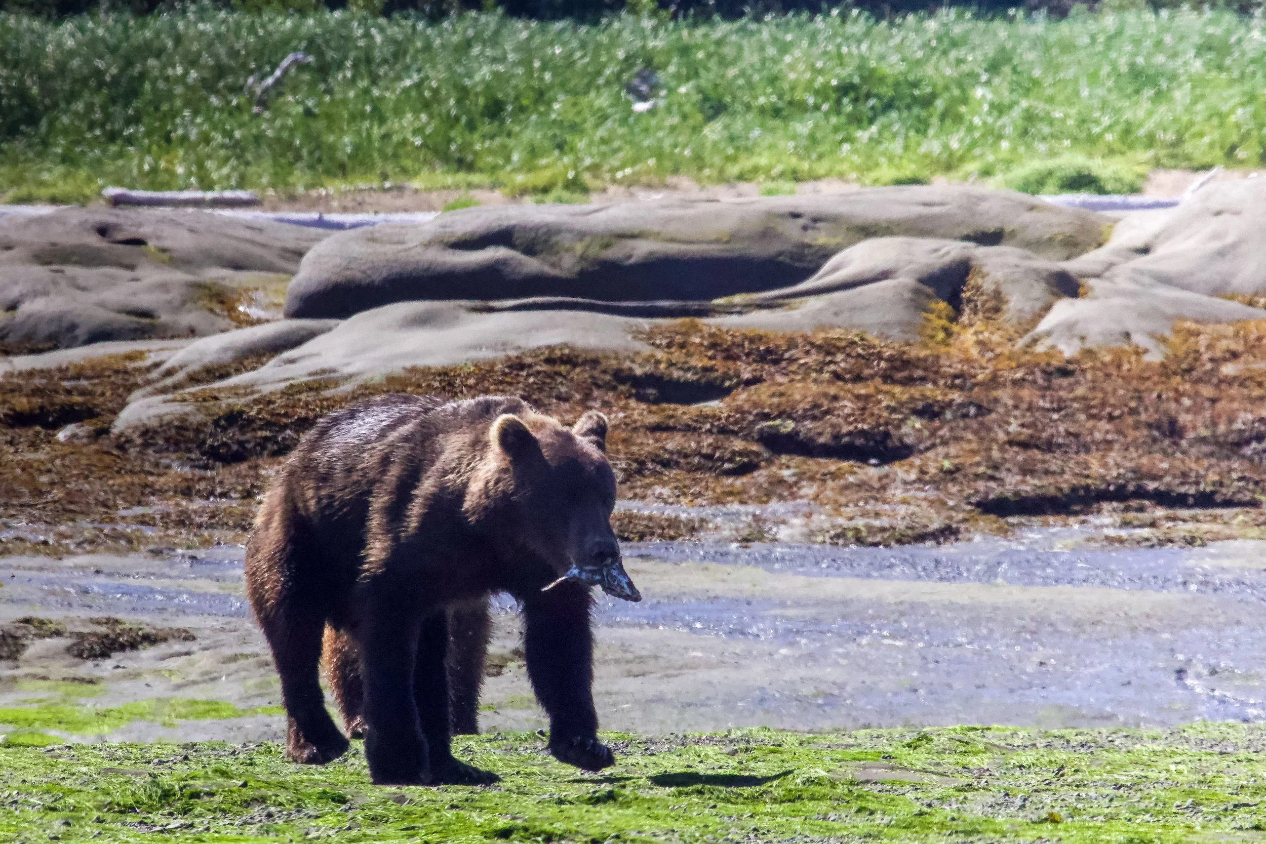 A black bear walking along a grassy area near a body of water, with rocks and green grass in the background.