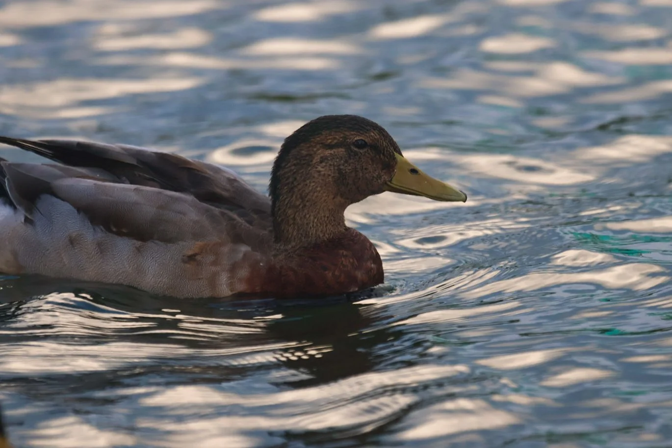 A mallard duck swimming in a body of water with ripples.