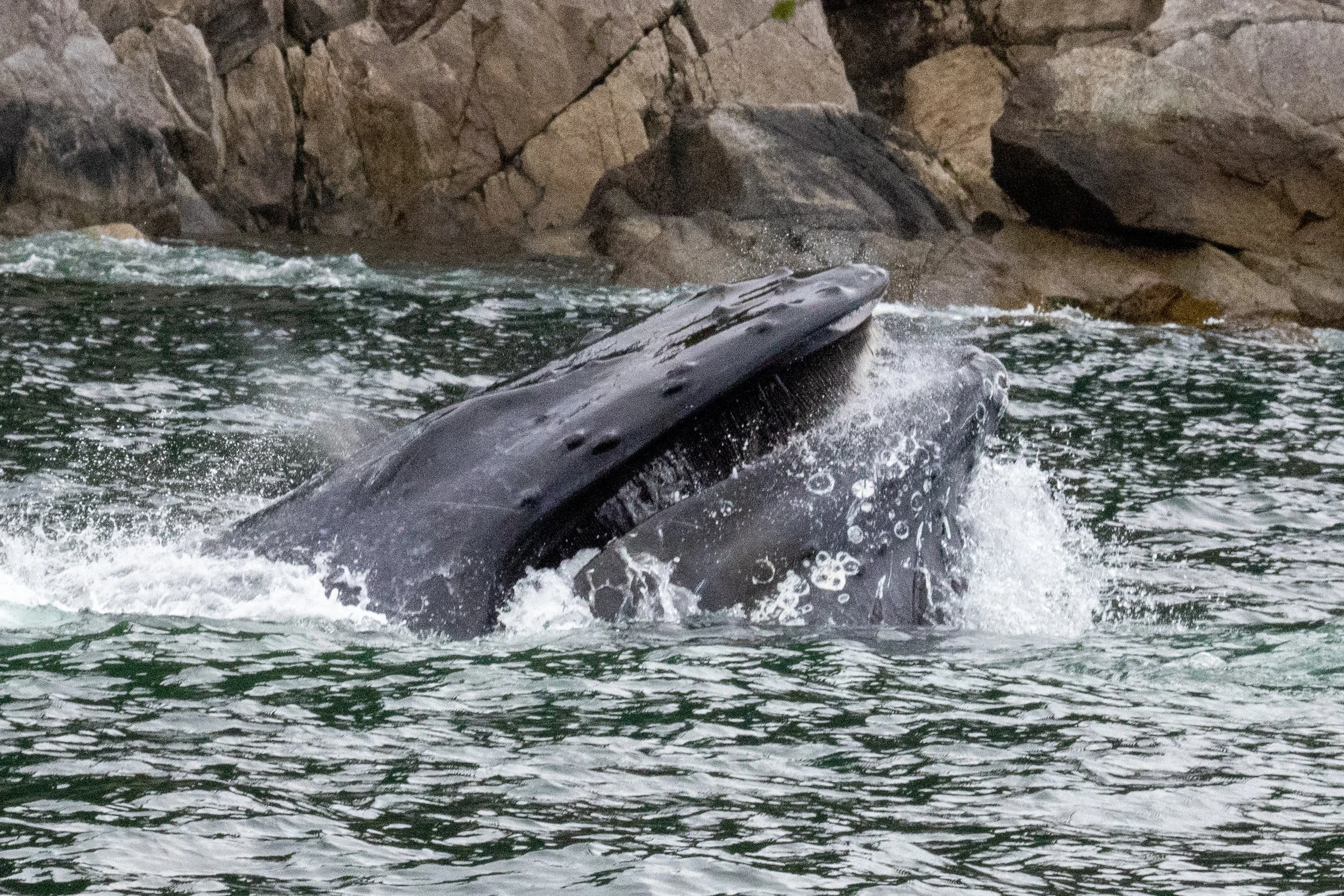 A whale surfacing in the water near rocky shoreline.