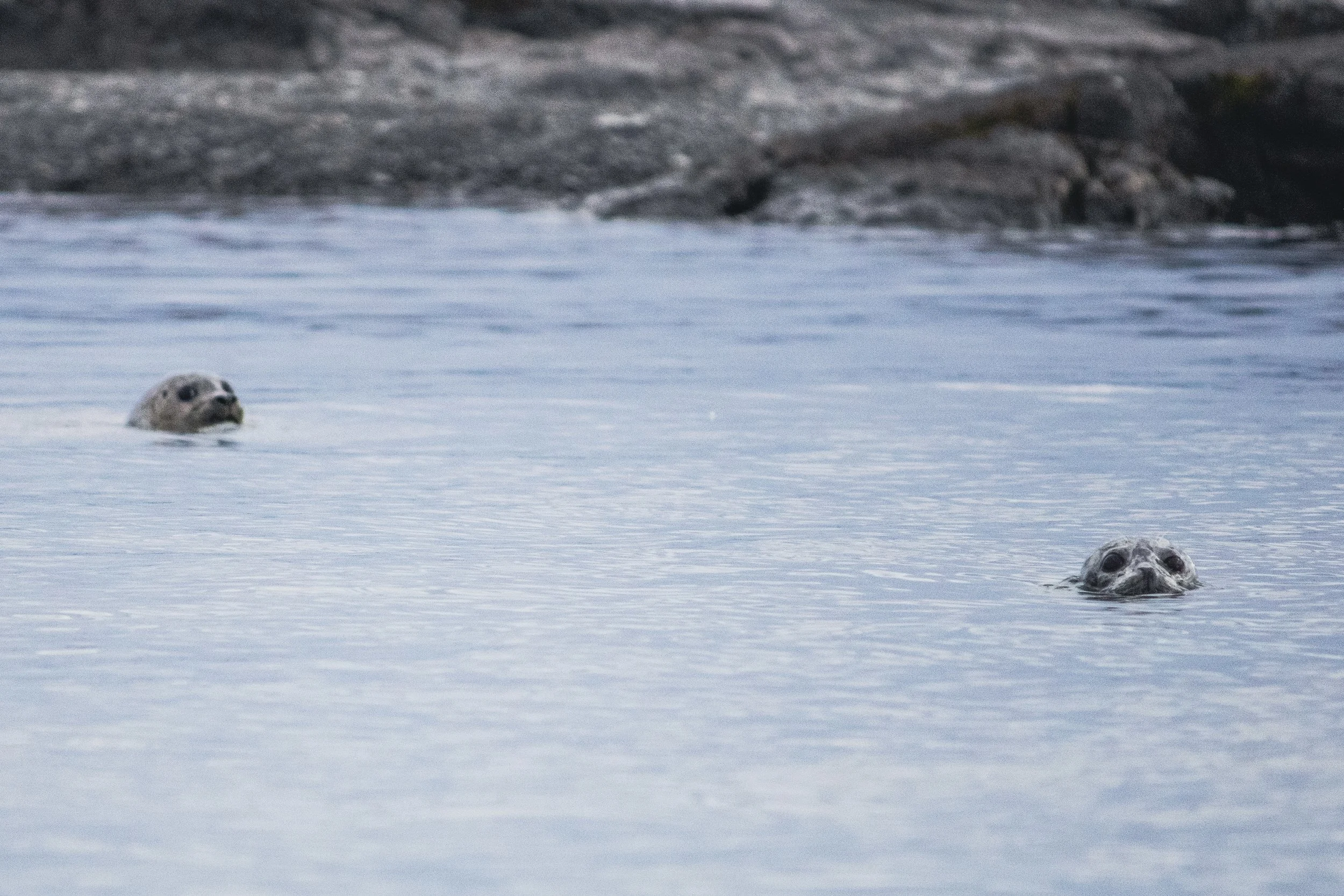 Two seals swimming in the ocean near some rocks.