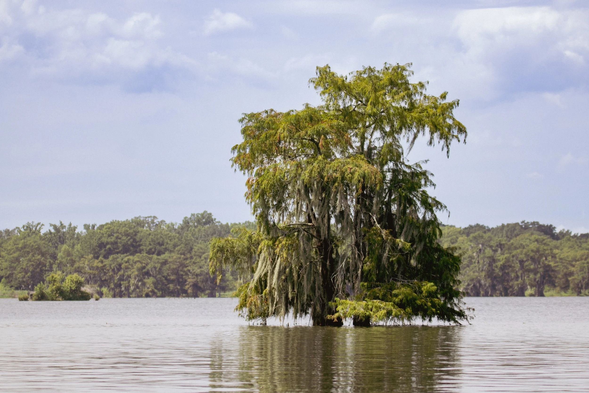 A large tree partially submerged in water, with hanging Spanish moss, on a lake or river with a forested shoreline in the background under a cloudy sky.
