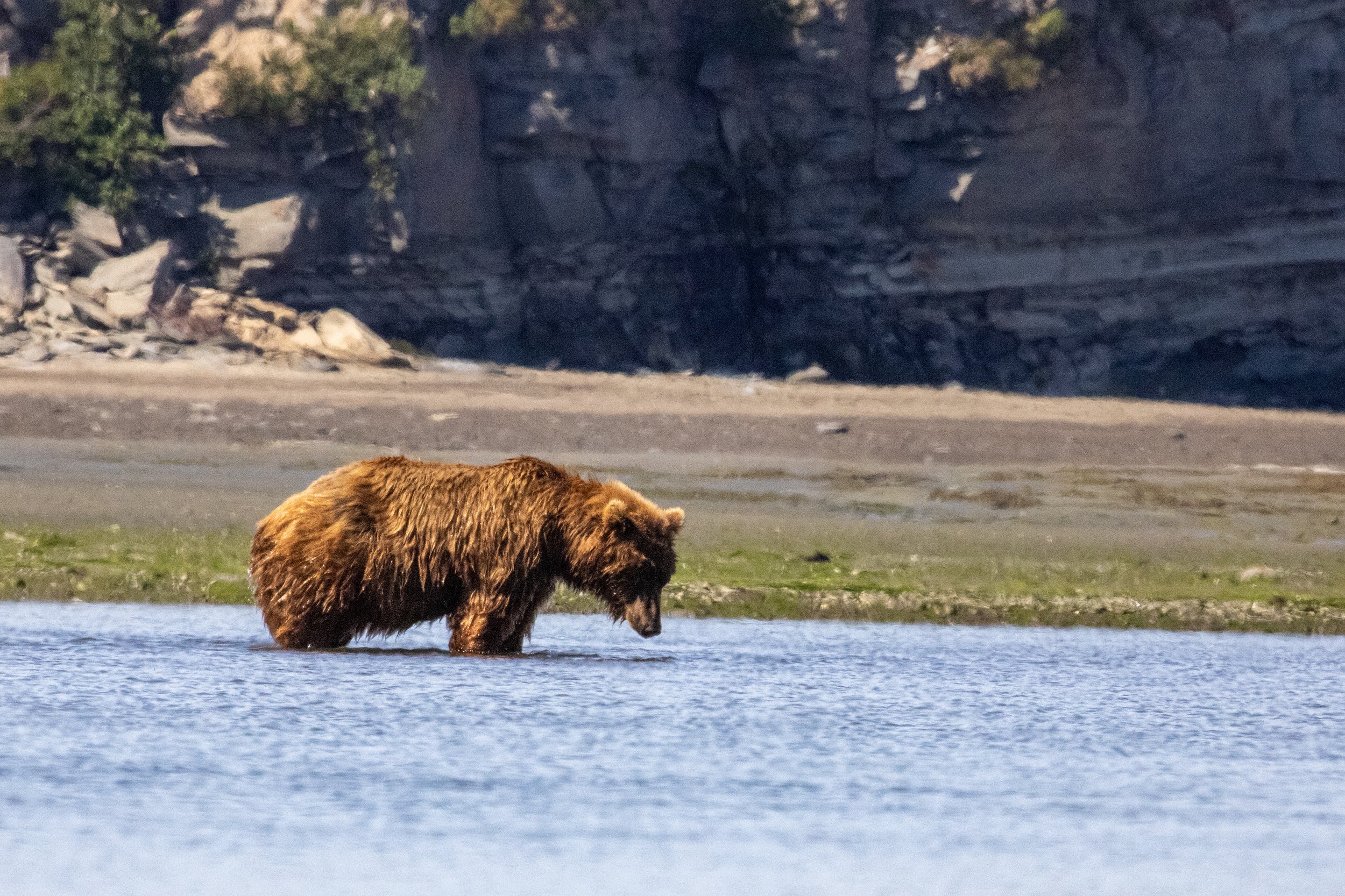 A brown bear wading in blue water with a rocky and forested shoreline in the background.