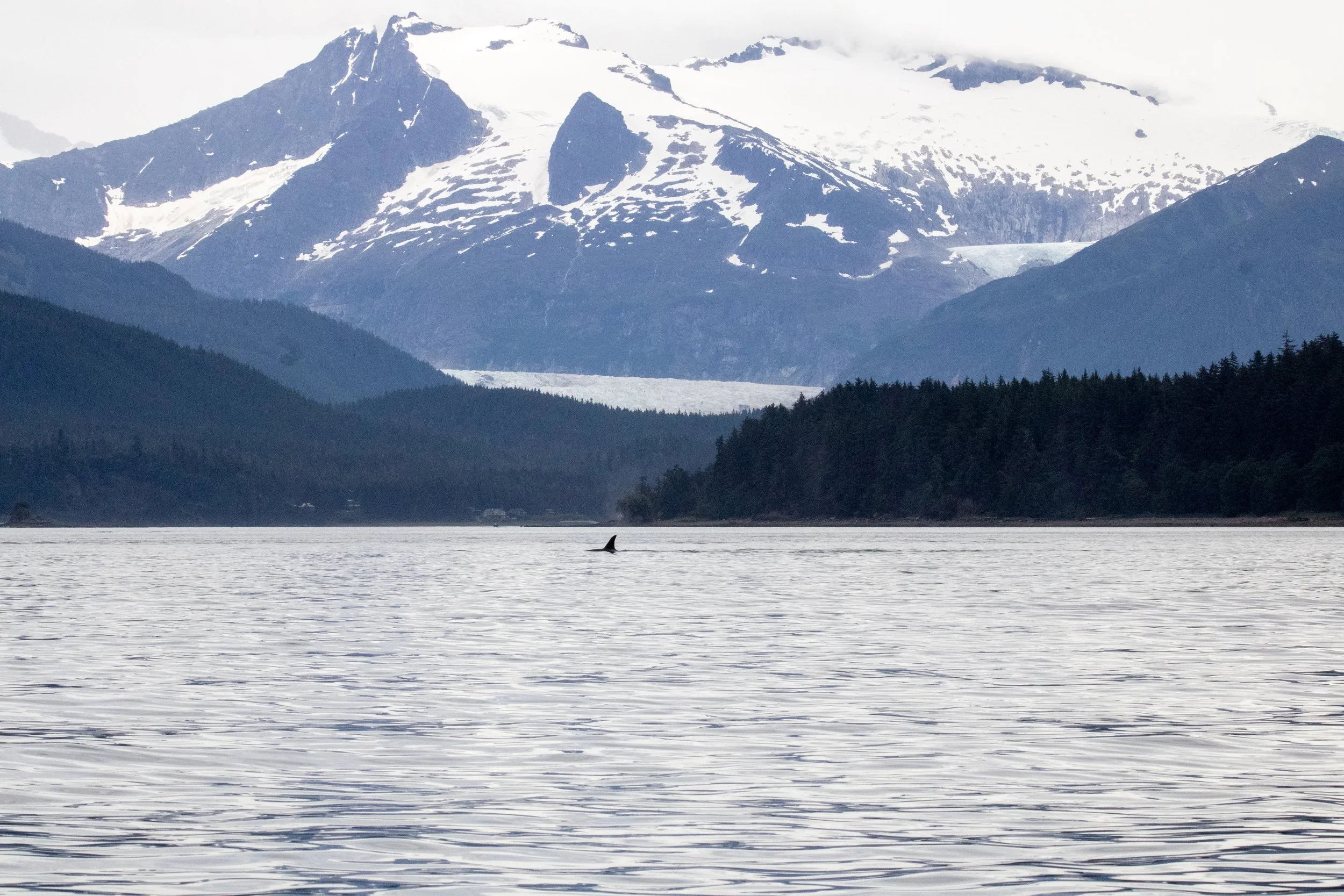 A scenic view of a body of water with mountains in the background, some of which are snow-capped. An orca whale's dorsal fin is visible above the water. Dense forest runs along the shoreline.