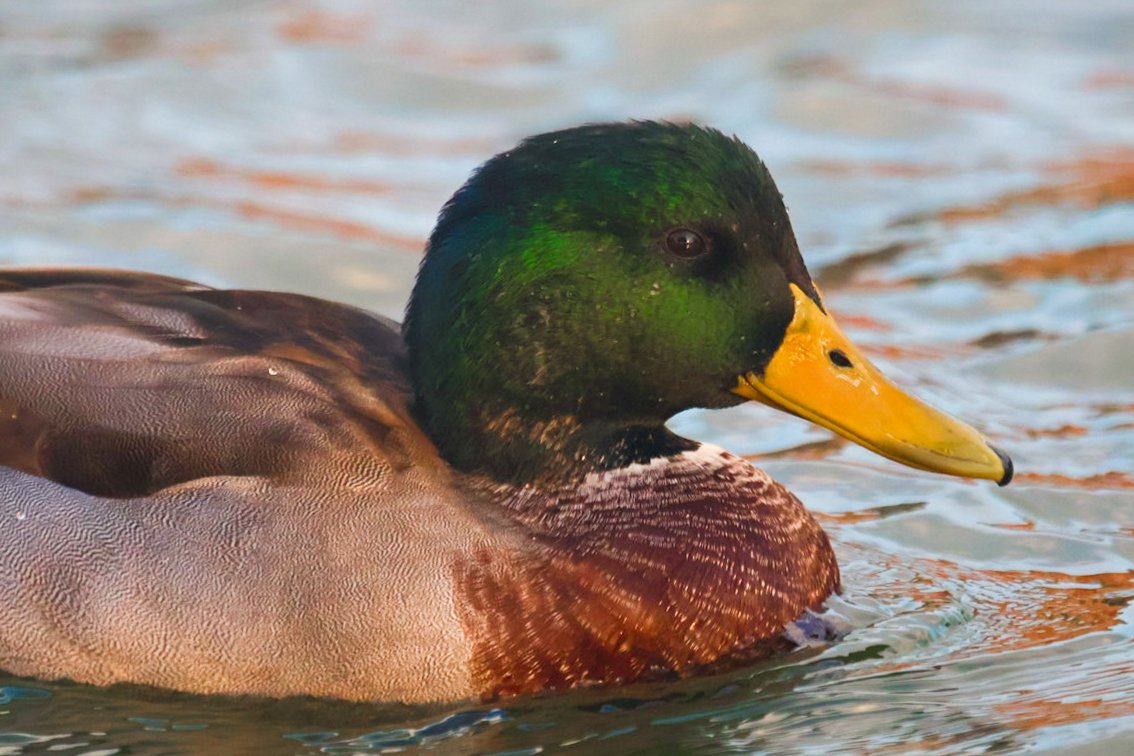 Close-up of a mallard duck swimming in water.