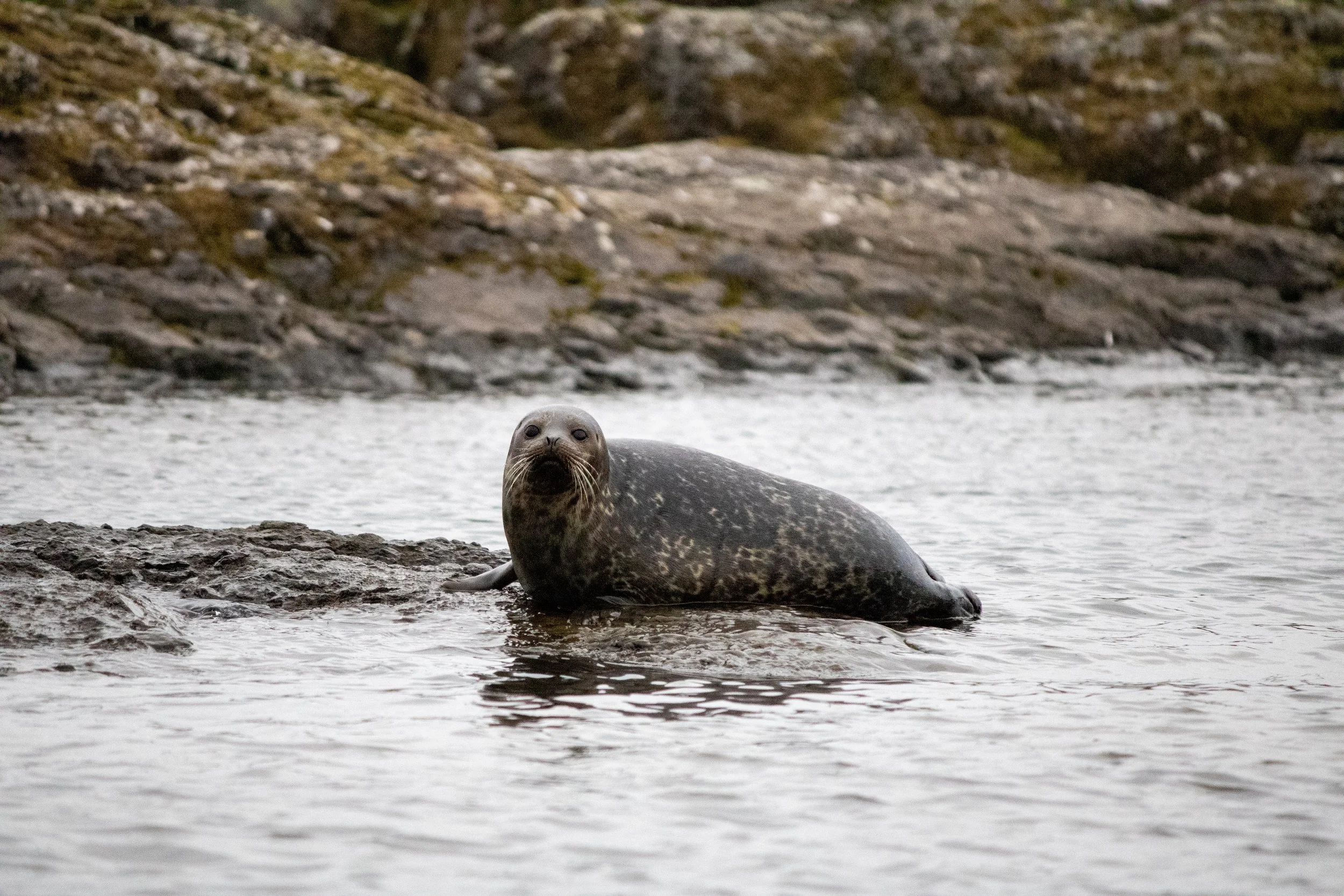 A seal lying on rocks by the water's edge, looking towards the camera.