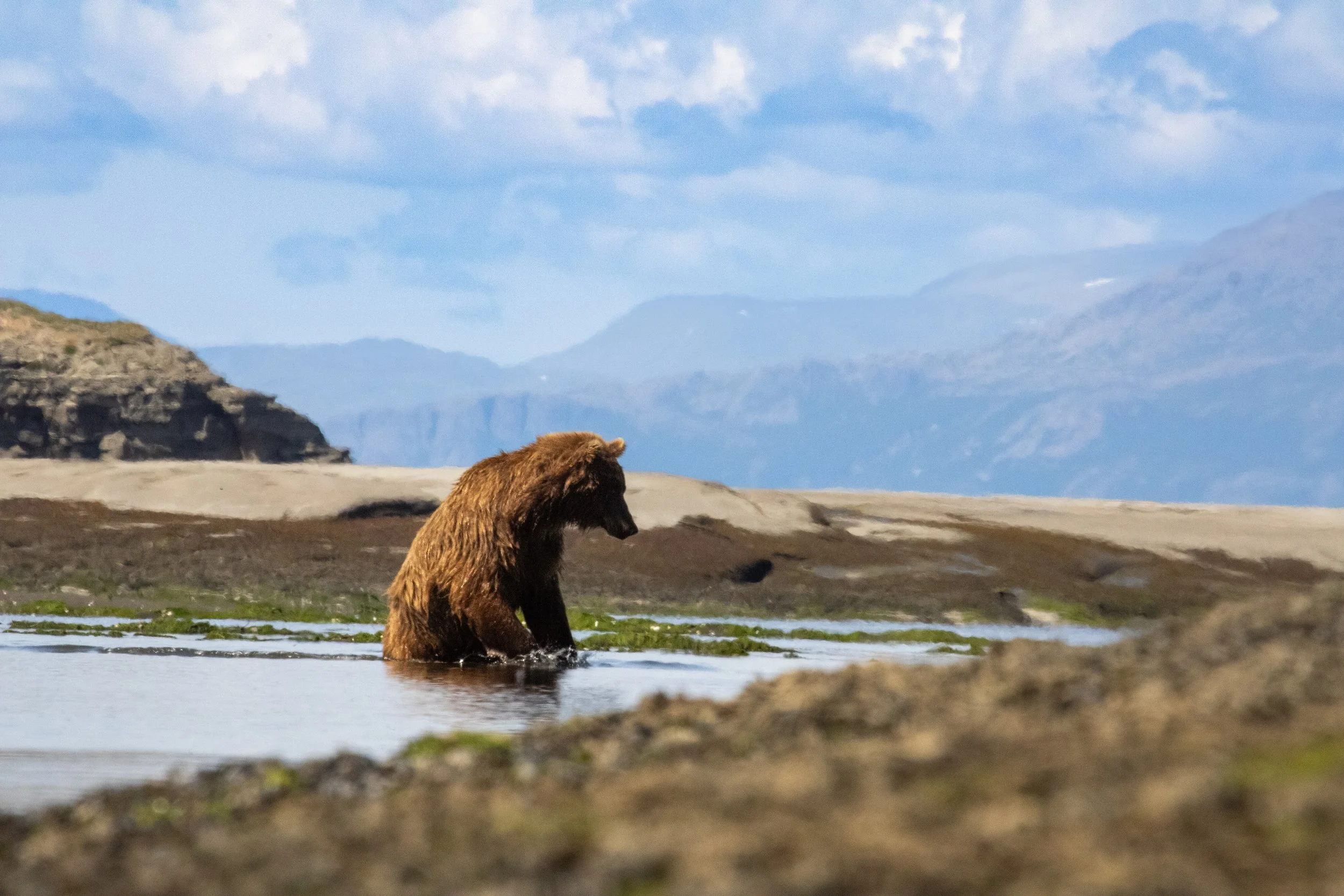 A brown bear standing in shallow water with mountains and partly cloudy sky in the background.