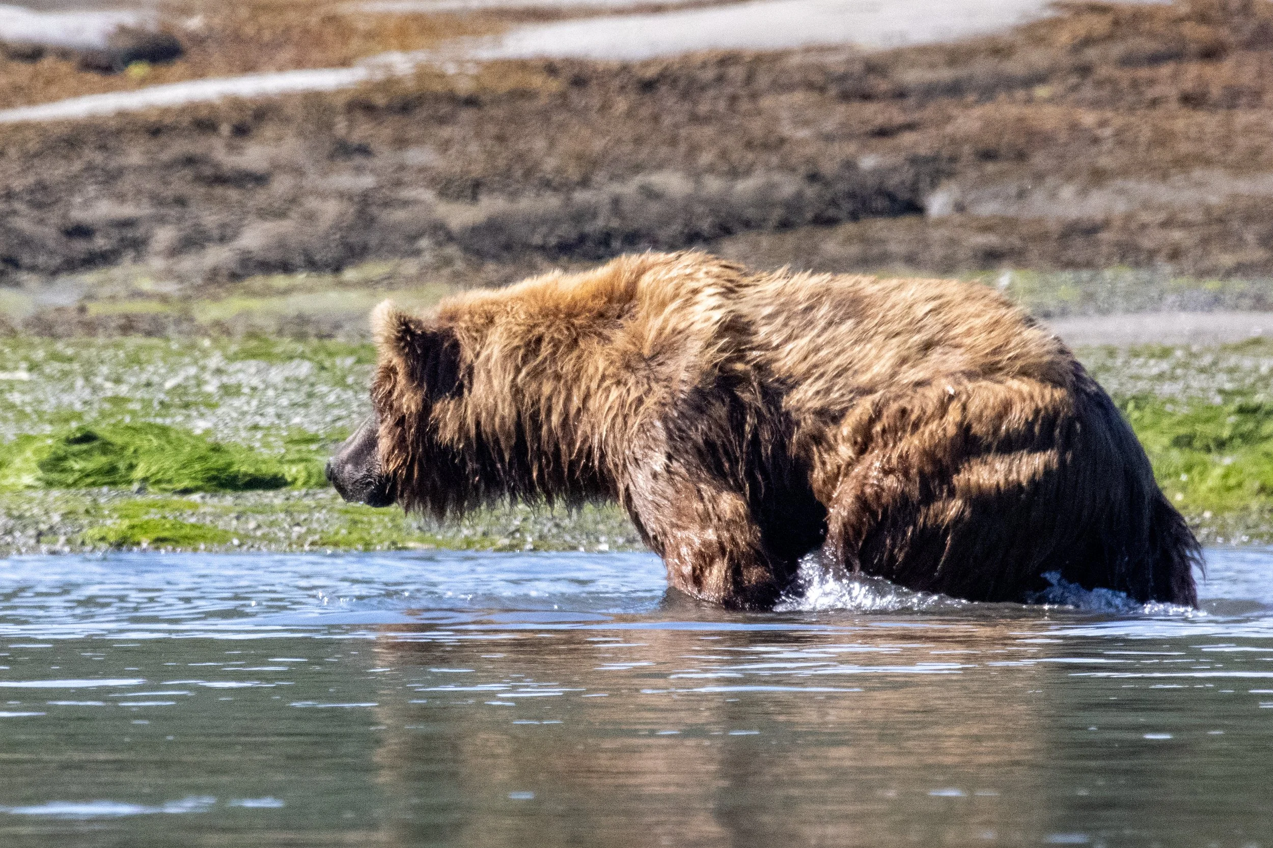 A brown bear wading in a river with a grassy and muddy bank in the background.