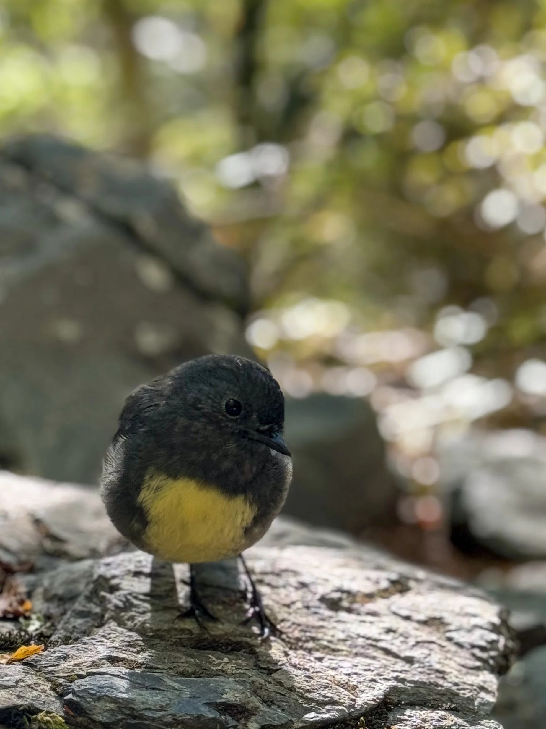 Small bird with black head and yellow belly sitting on a rock in a forest with blurred background of trees and sunlight.