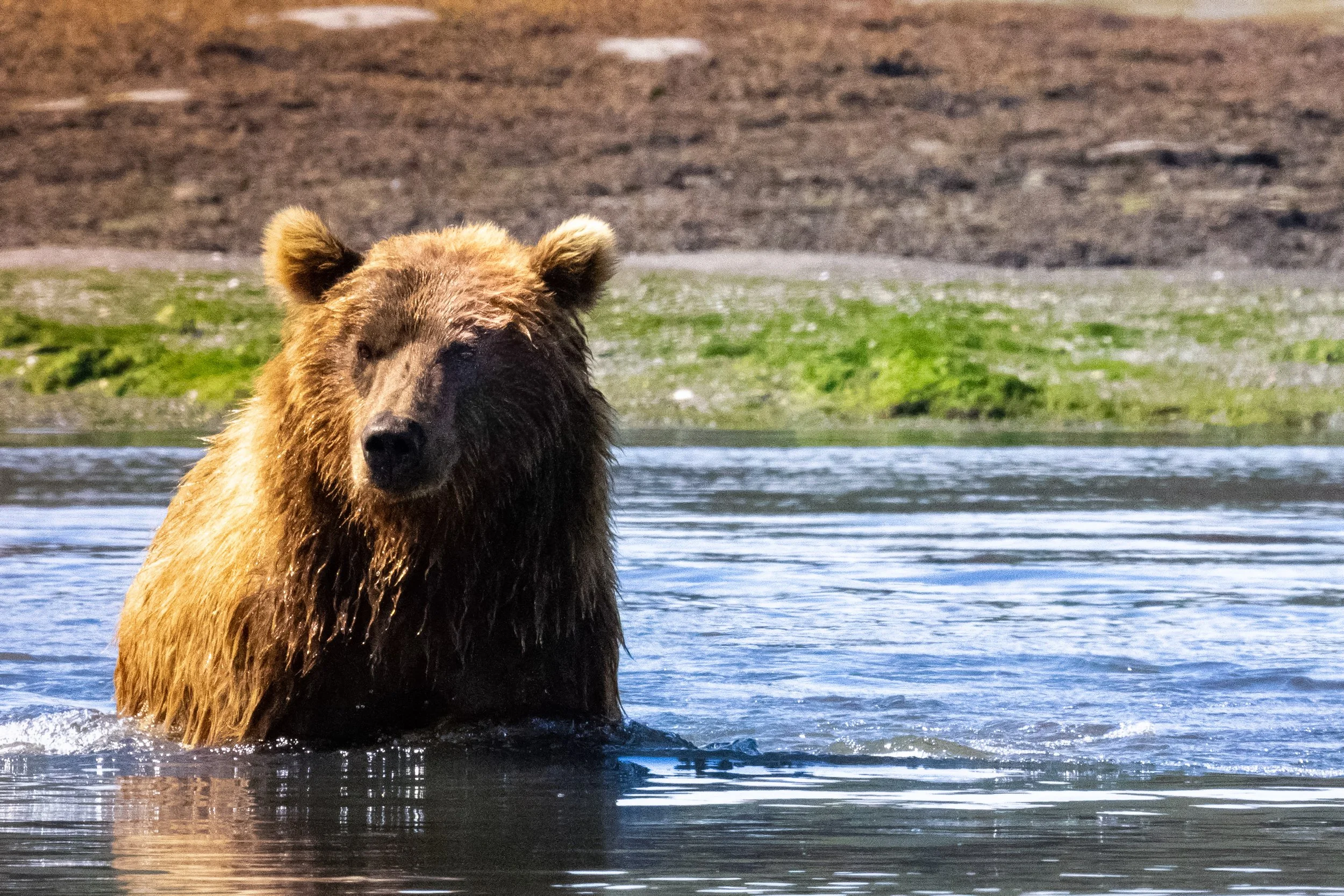 A brown bear standing in a body of water, with a grassy and rocky shoreline in the background.