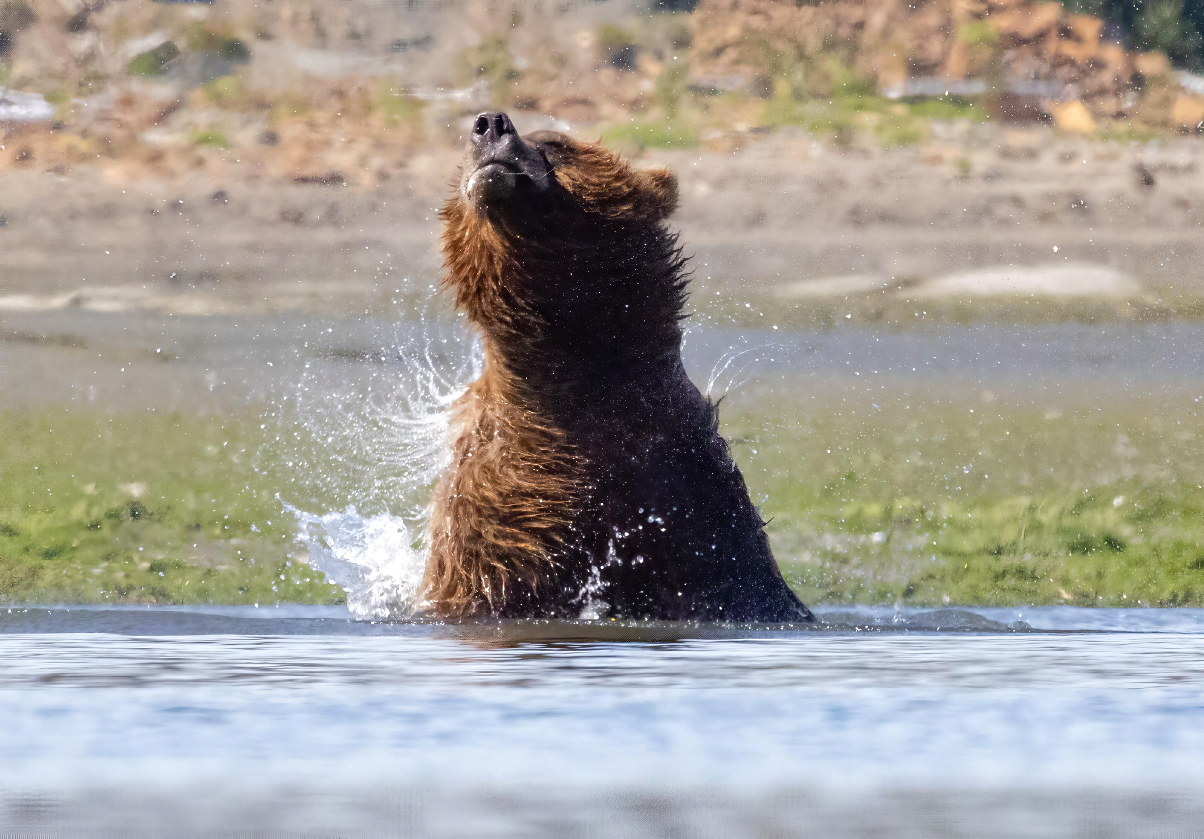 A brown bear standing in water with its head tilted back and nose pointed upward, splashing water as it shakes its head.