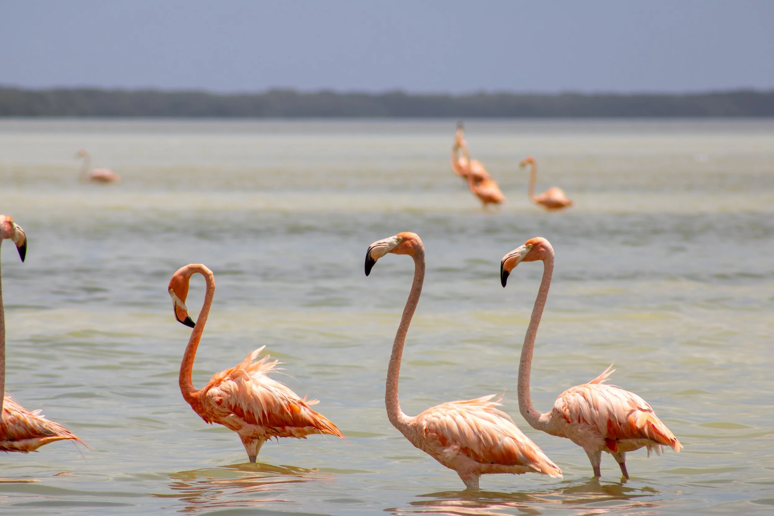 Four pink flamingos standing in shallow water with a few more in the background and a distant shoreline under a gray sky.