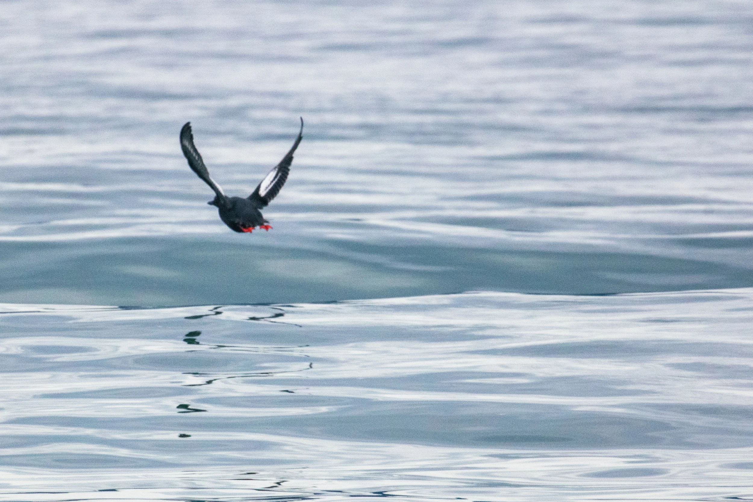A black bird with red beak and feet flying over the water surface, creating ripples.