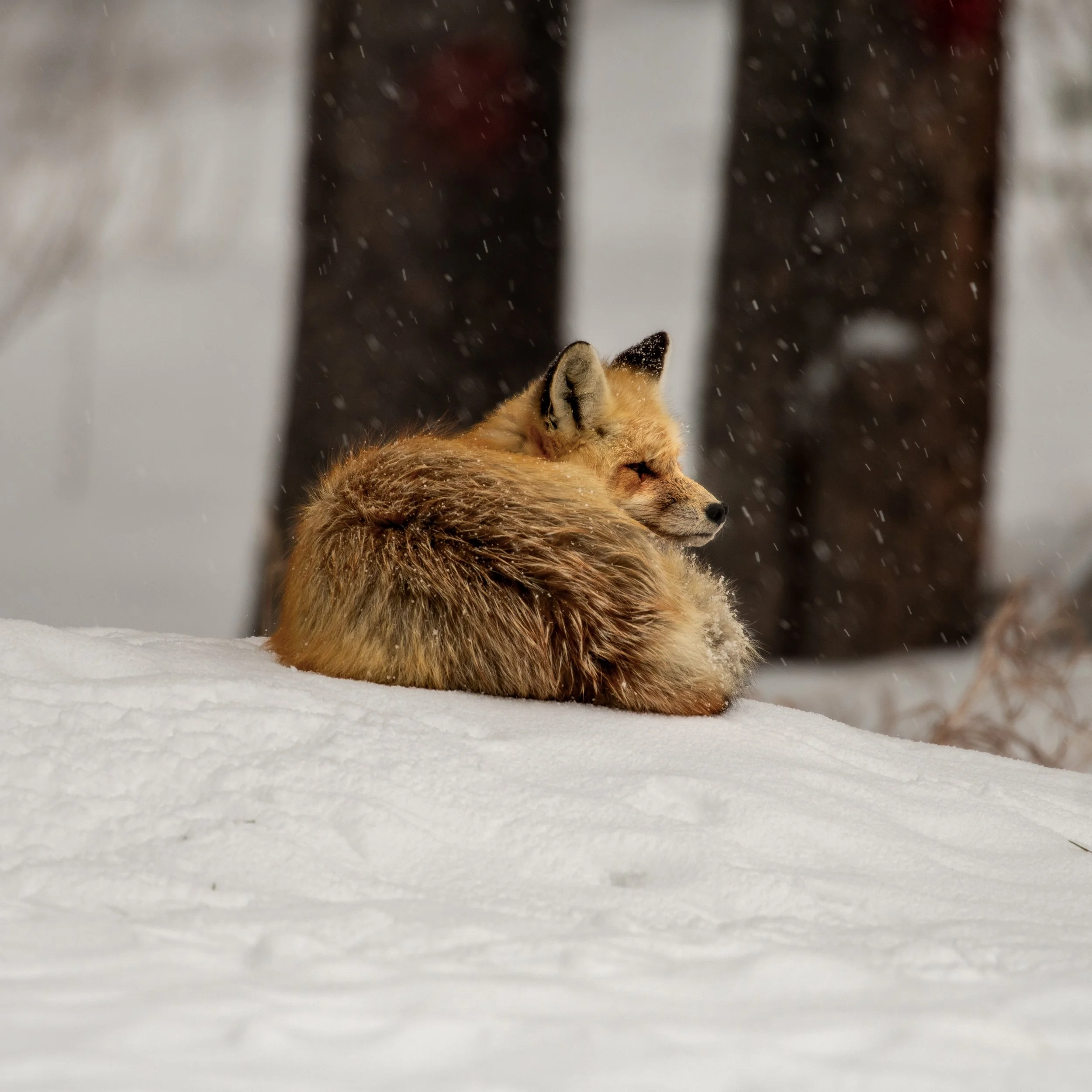 DSC_3691.jpeg