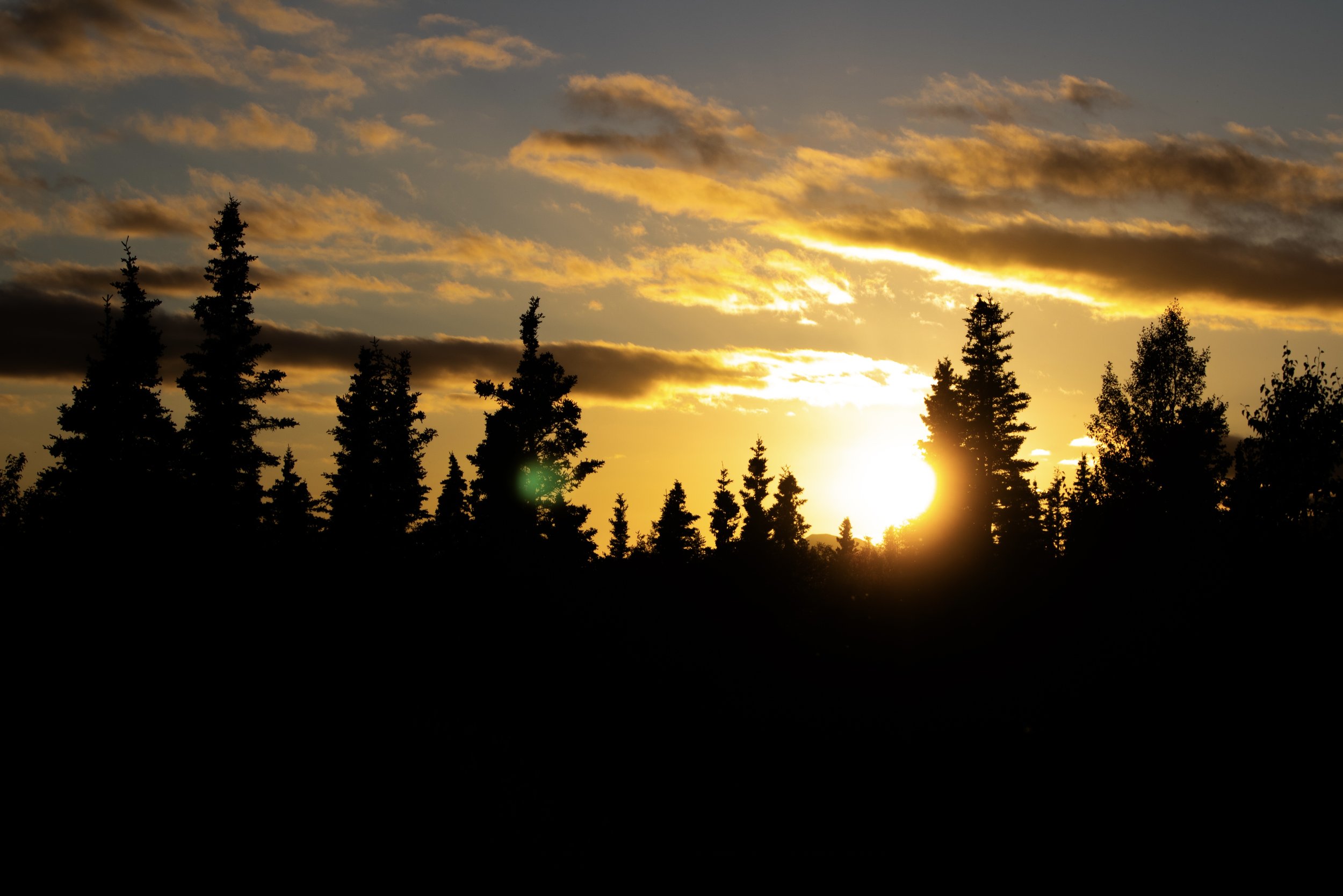 Sunset over a forest of tall evergreen trees with a partly cloudy sky.