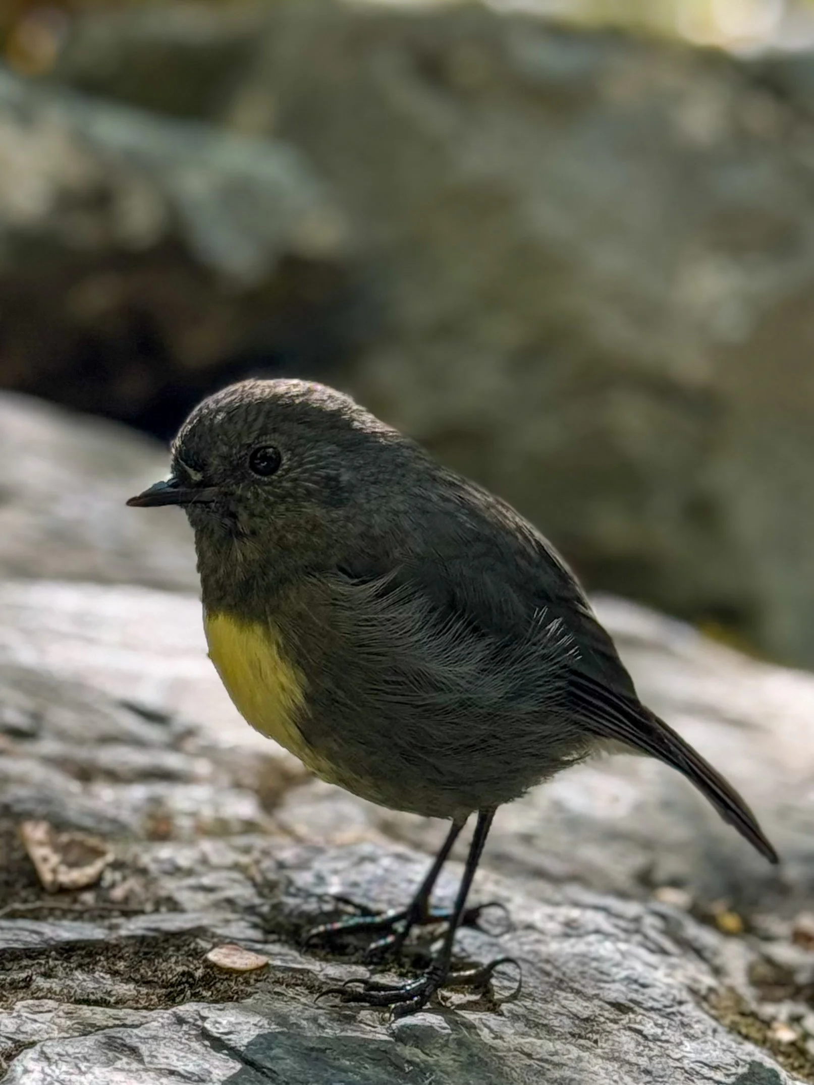 A small bird standing on a rocky surface with a blurred natural background, showing dark gray and yellow coloring.