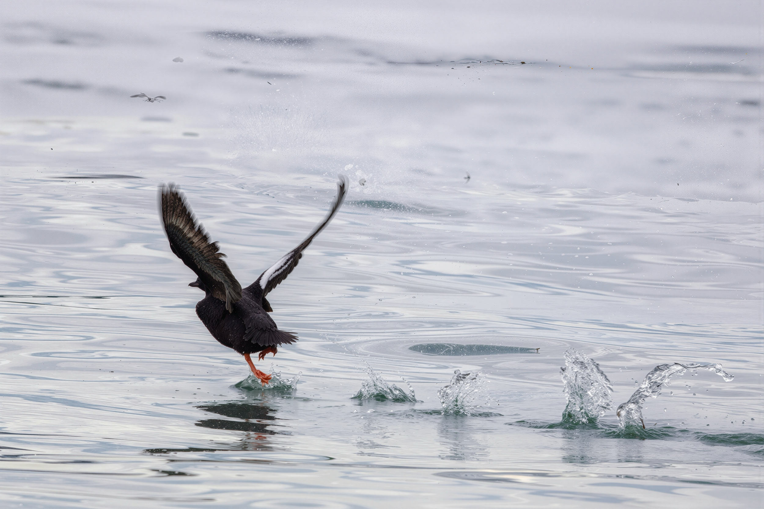 A bird with black feathers taking off from the water, creating splashes and ripples as it lifts into the air, with water droplets in mid-air surrounding it.