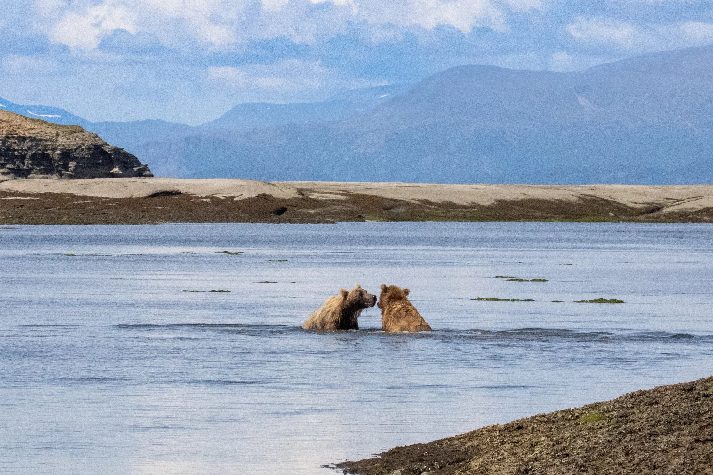 Two brown bears swimming in a lake with a mountainous landscape in the background