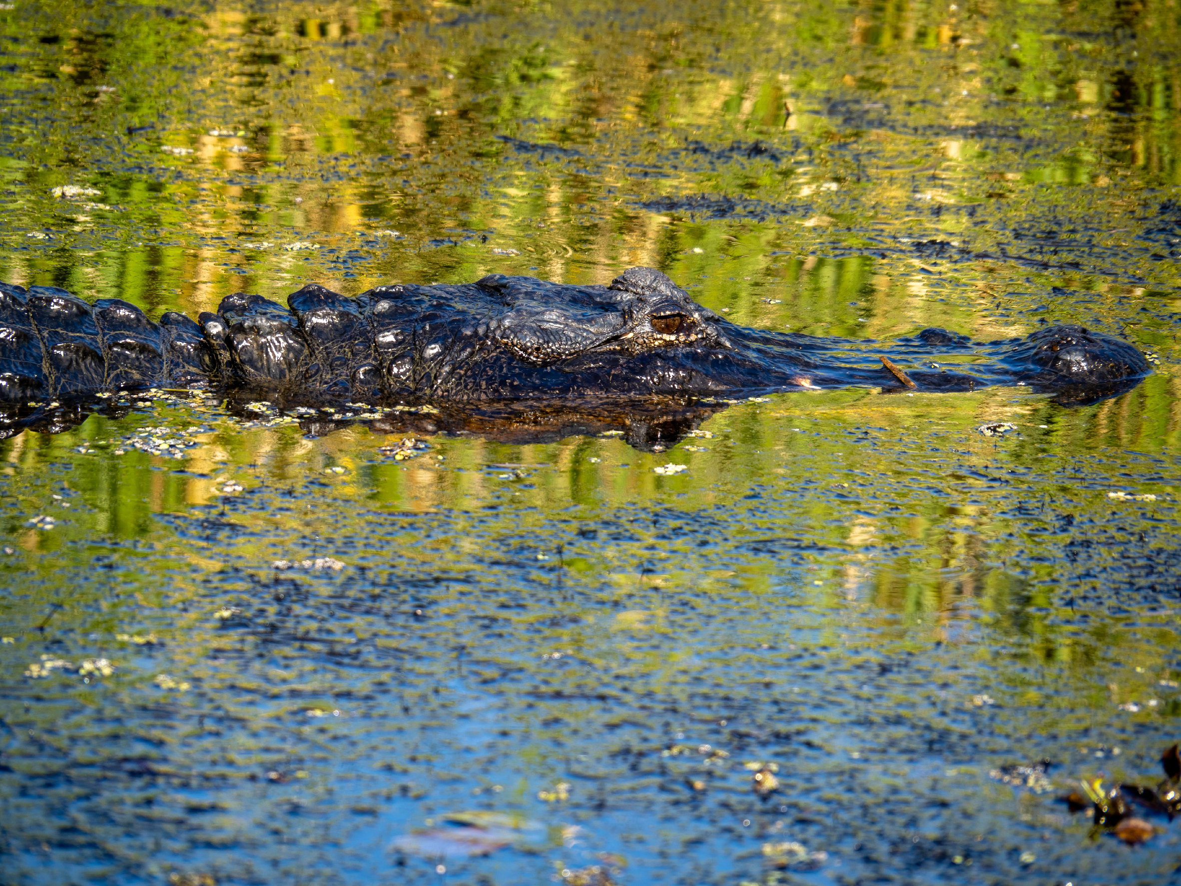 An alligator swimming in a swamp with green and yellow vegetation reflected in the water.
