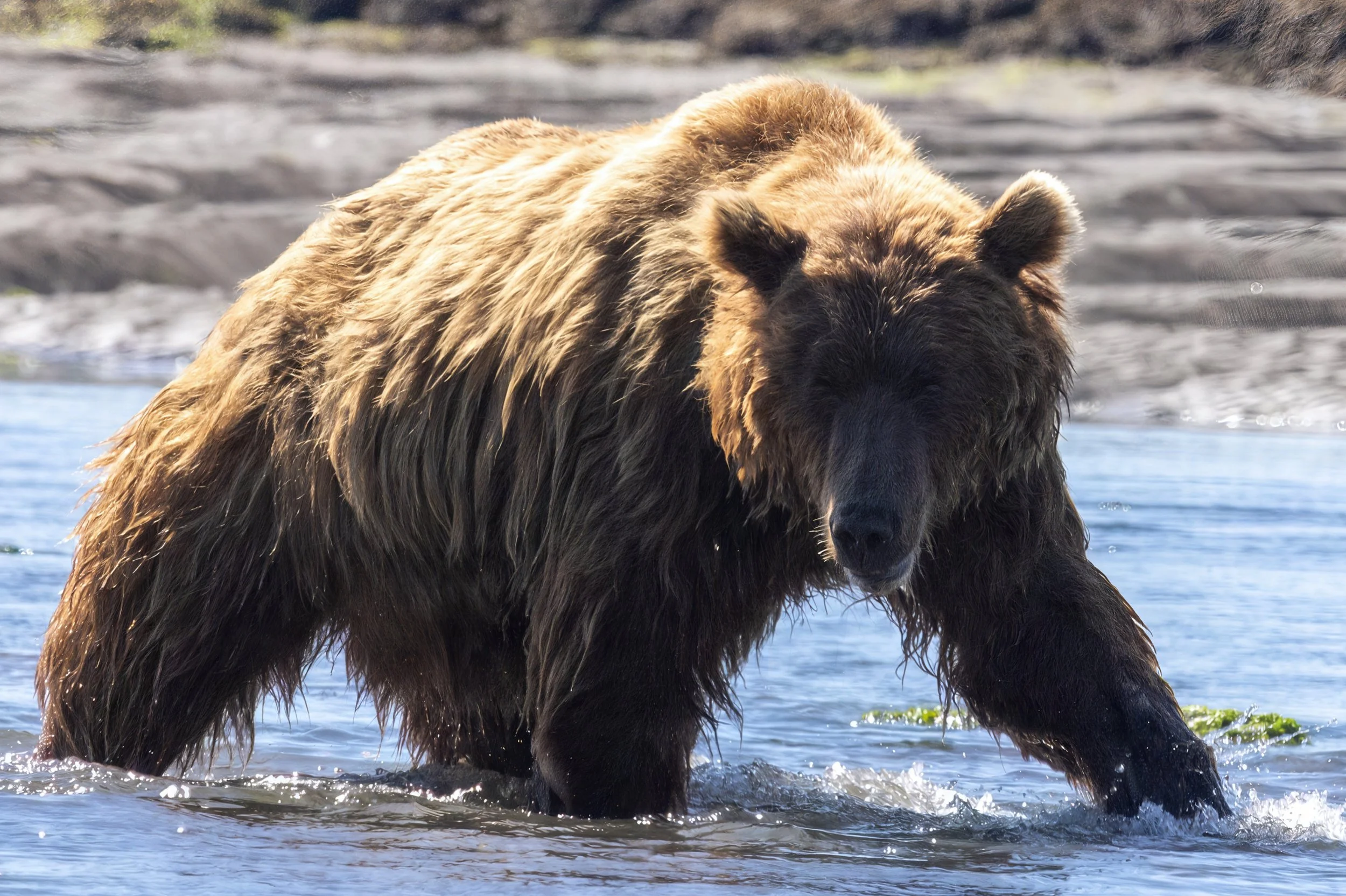A large brown and black bear standing in a body of water, with part of its front paw lifting out of the water