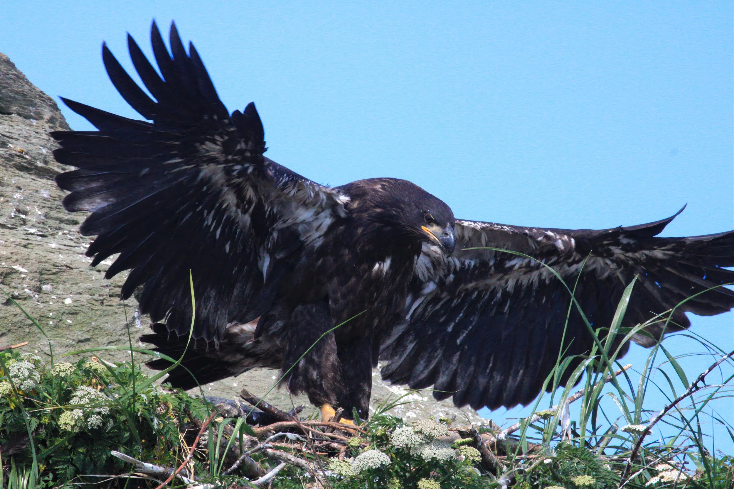 A large bird of prey with outstretched wings perched on a ledge, with green vegetation and white flowers below, and a blue sky in the background.