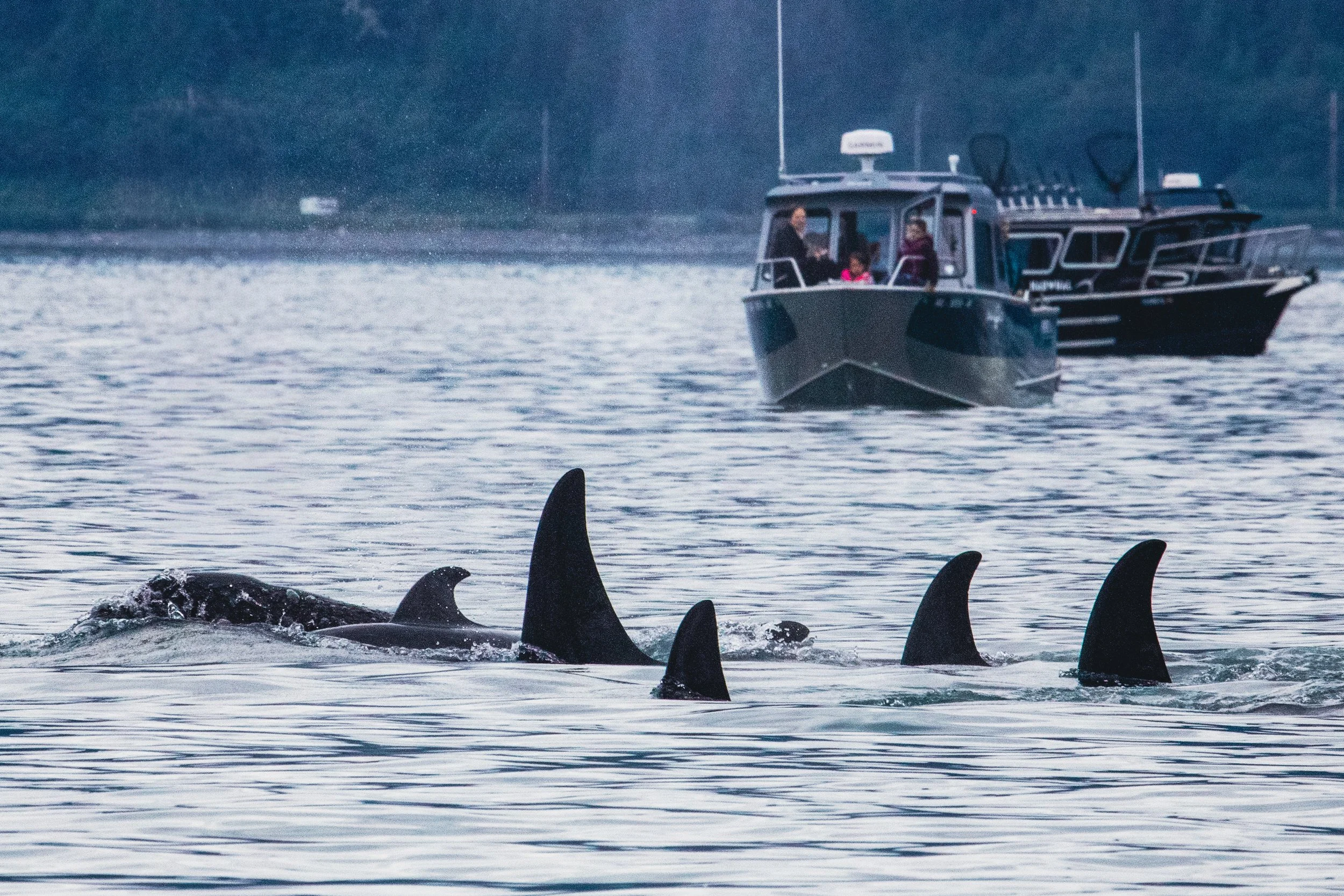 A pod of orcas swimming in the water with dorsal fins visible, while a boat with people observes from a distance in the background.