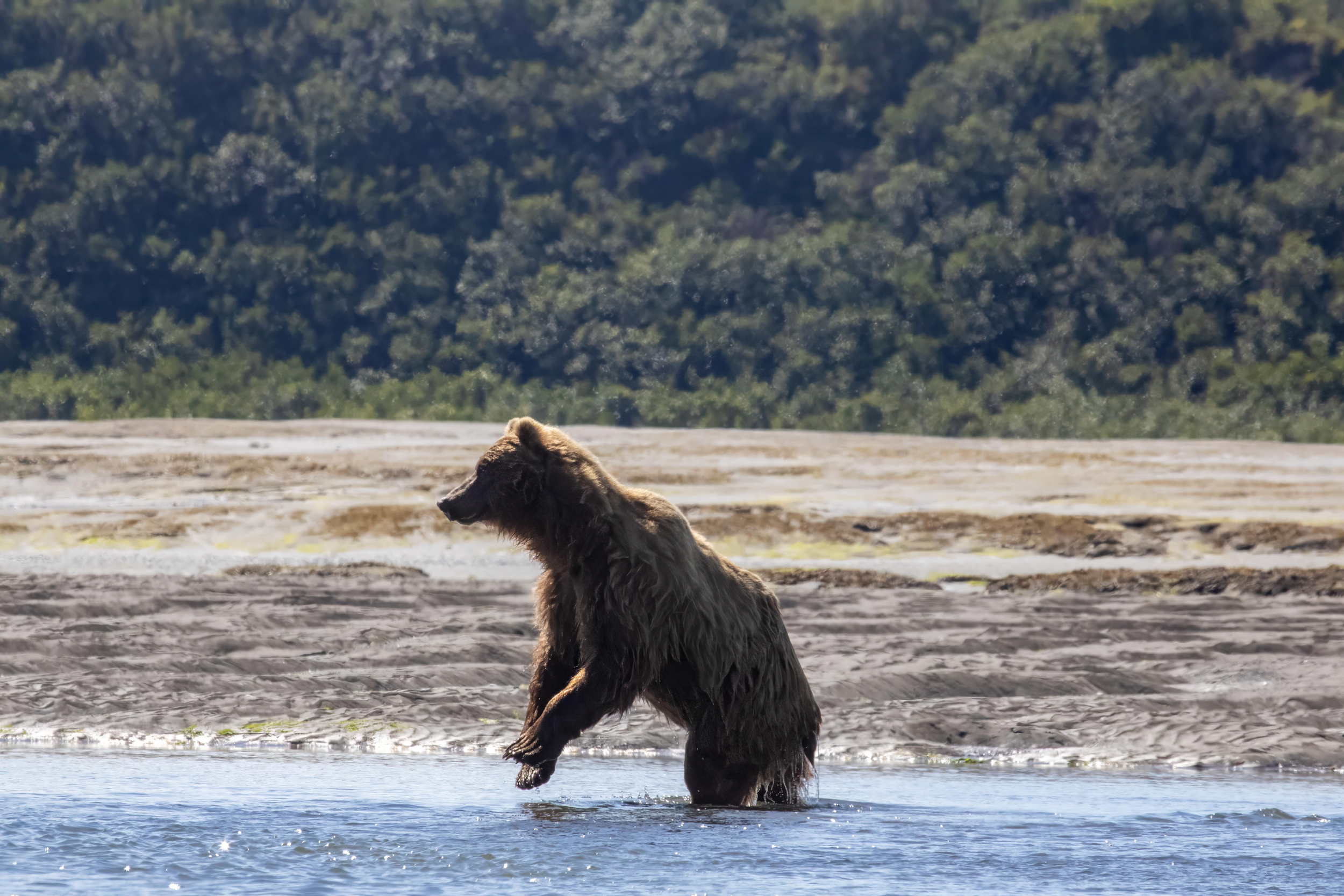 A brown bear standing in a shallow river with a sandy shore and forested hills in the background.